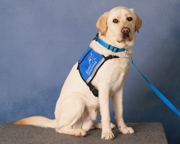 Yellow Labrador Retriever wearing a blue service dog vest and collar, sitting on a gray surface against a blue background.