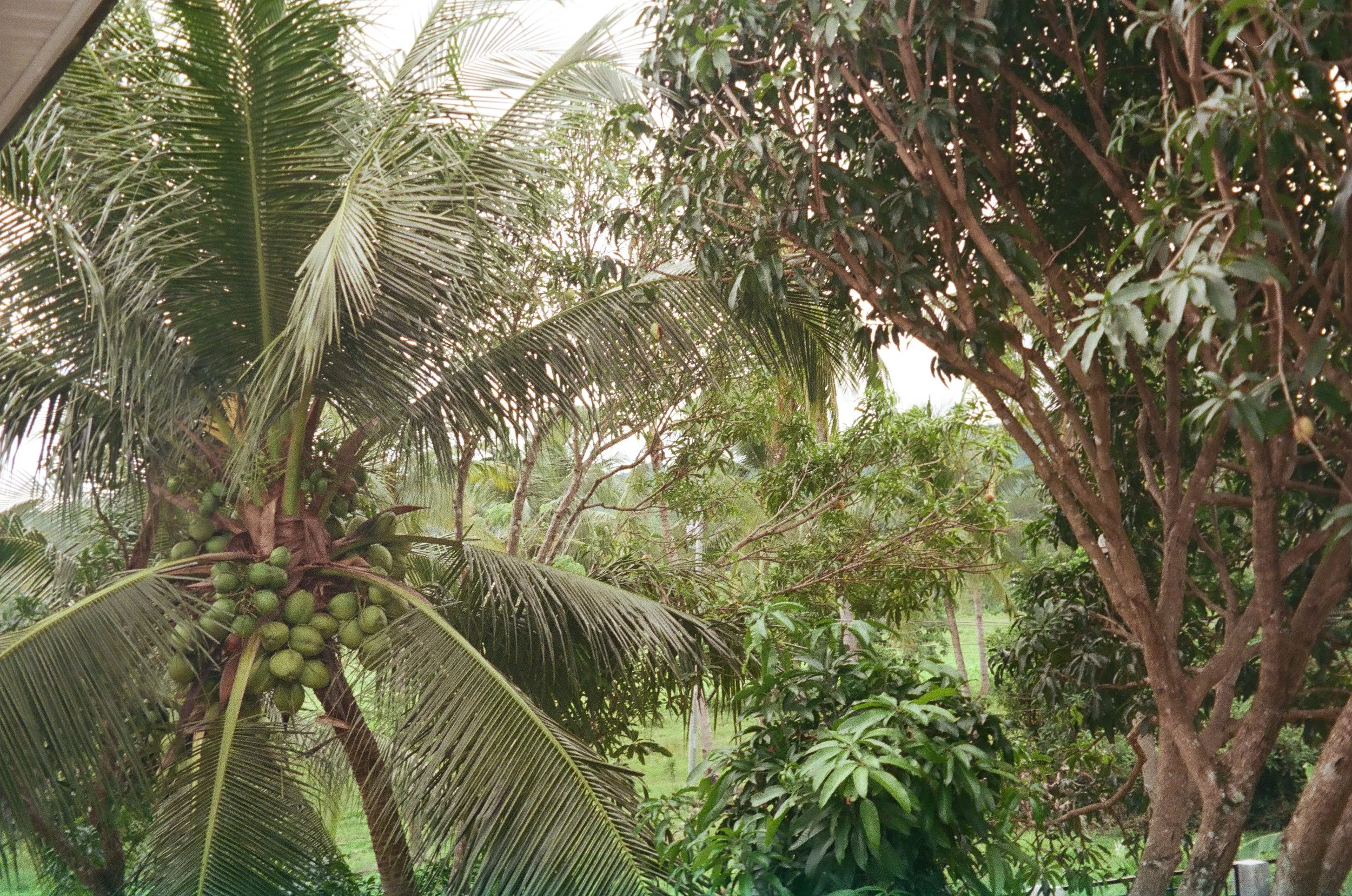 This Wouldn’t be Funny in The Homeland