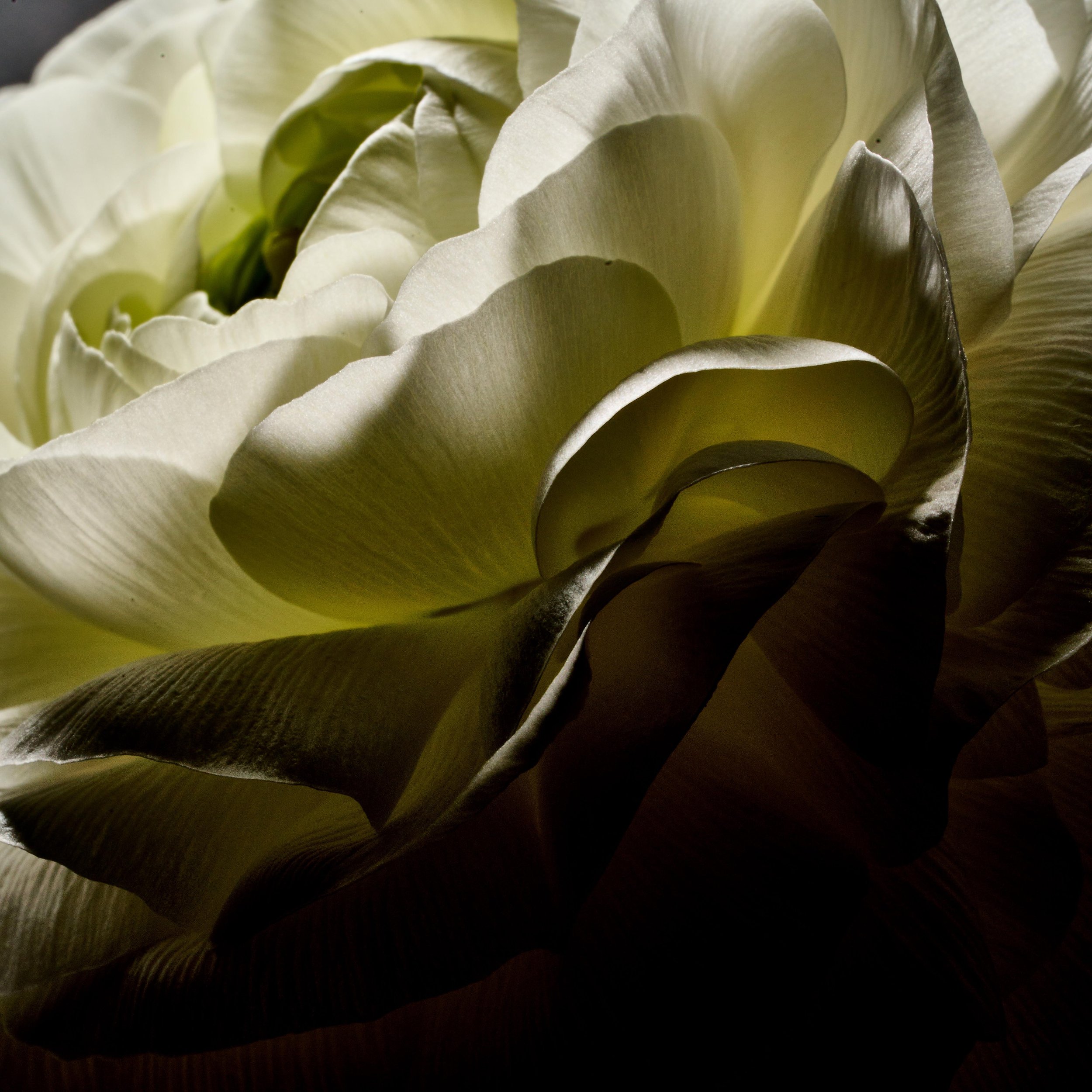 FLOWERS March_20266540 (1).jpg
