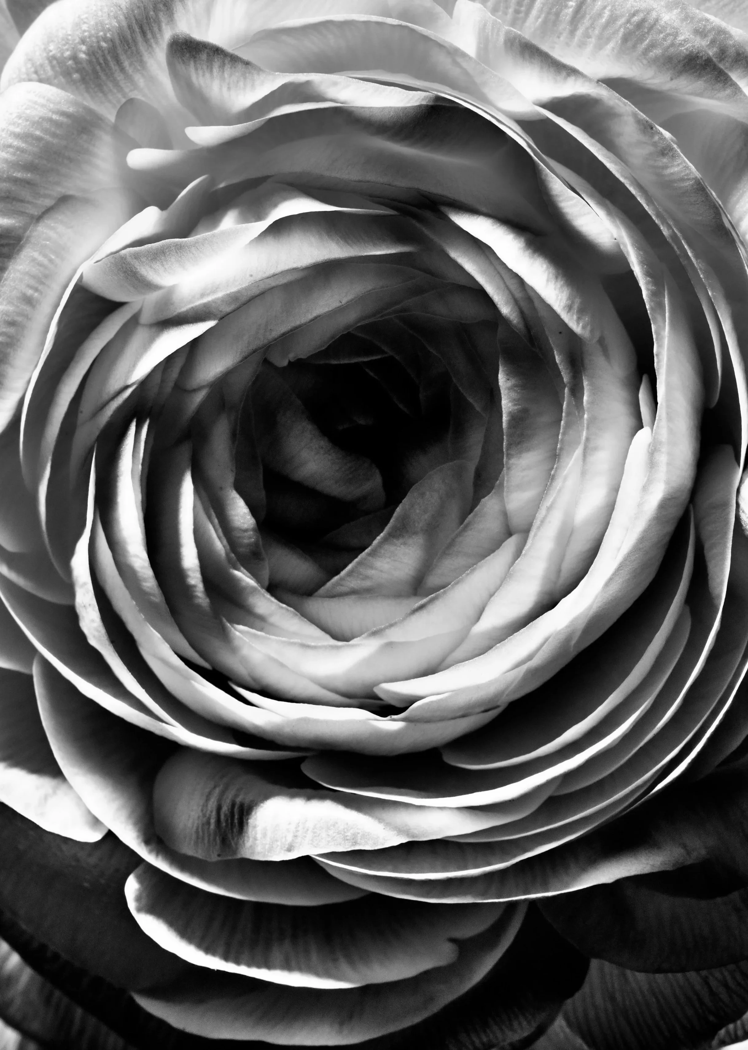 FLowers_20051+1+1.jpg