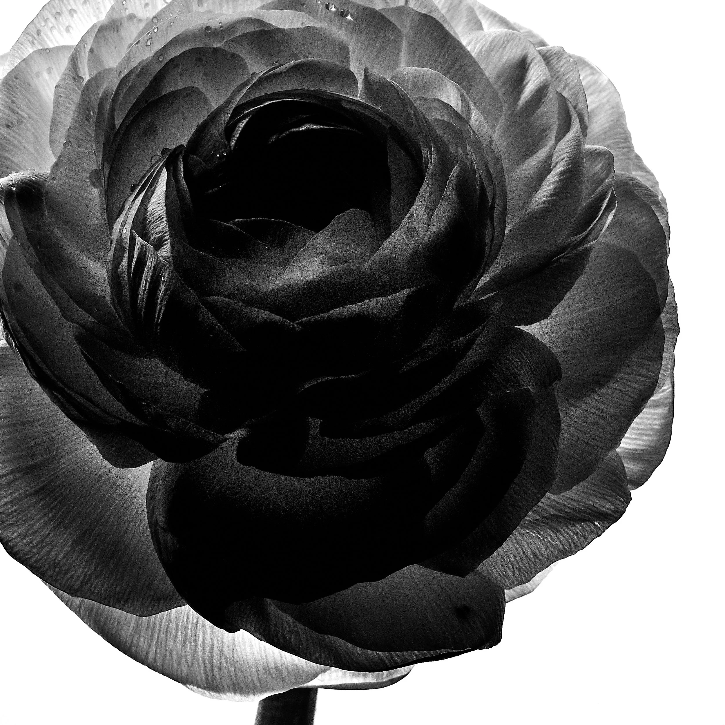 FLOWERS March_20264288 1.jpg