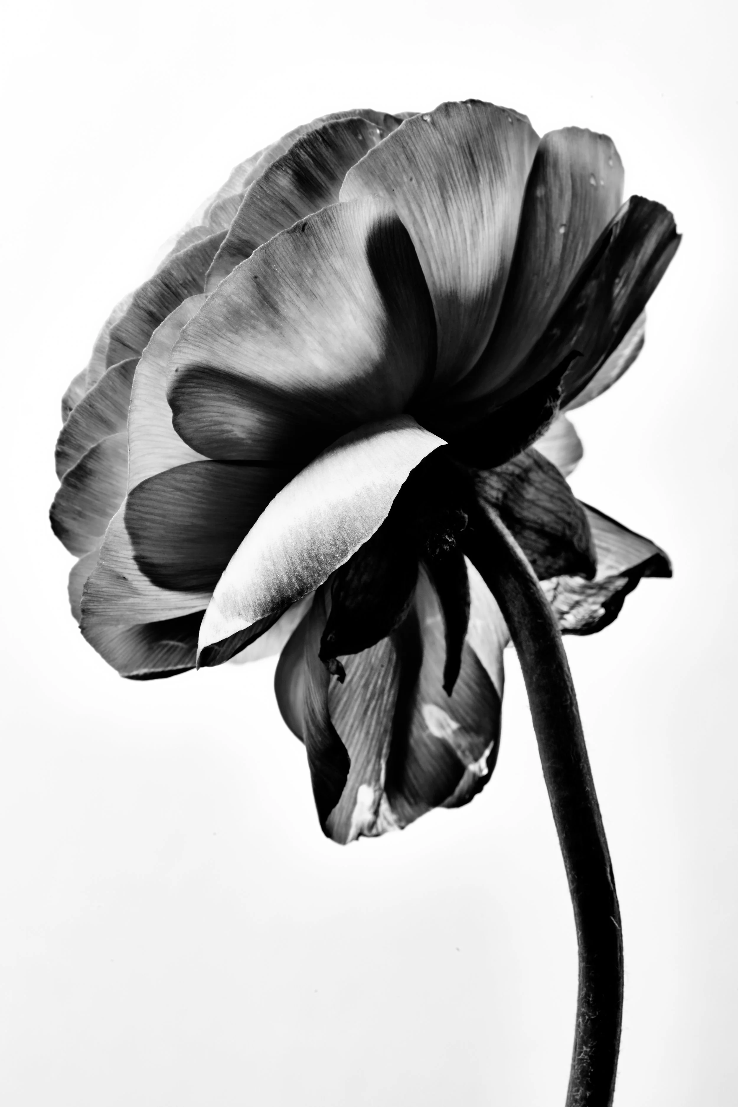 FLowers_22205.jpg