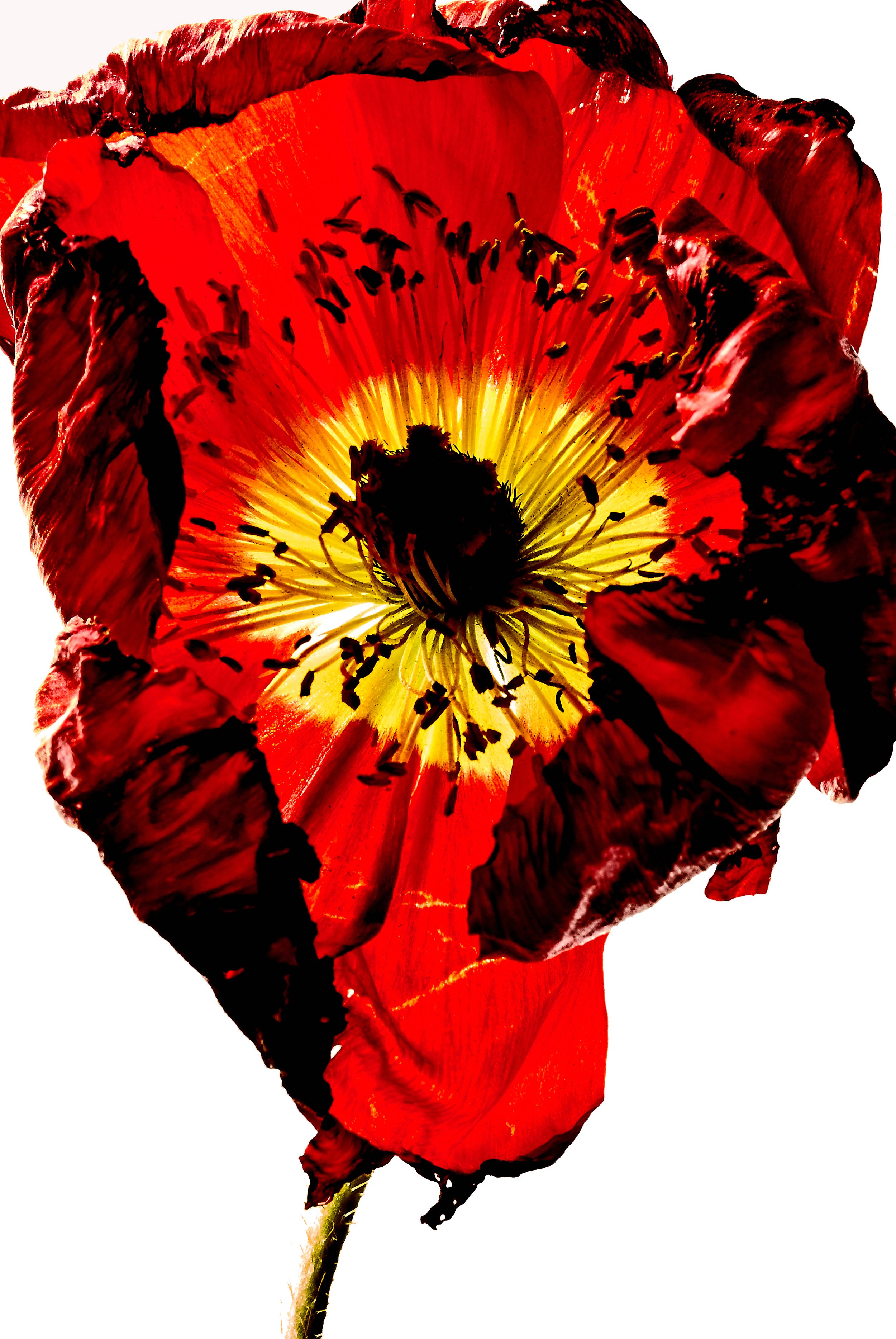 Flowers June_20265348.jpg