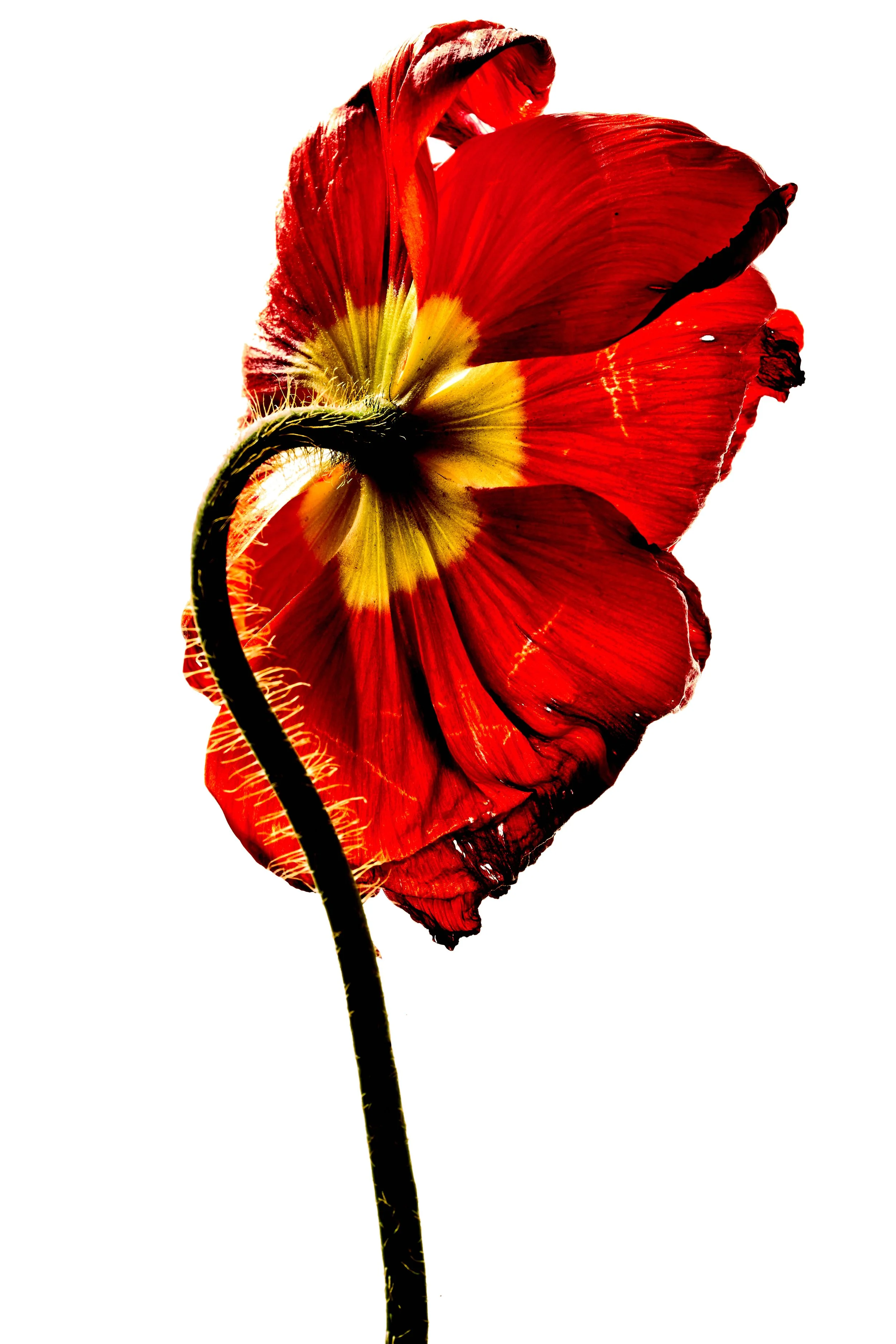 Flowers June_20265344.jpg