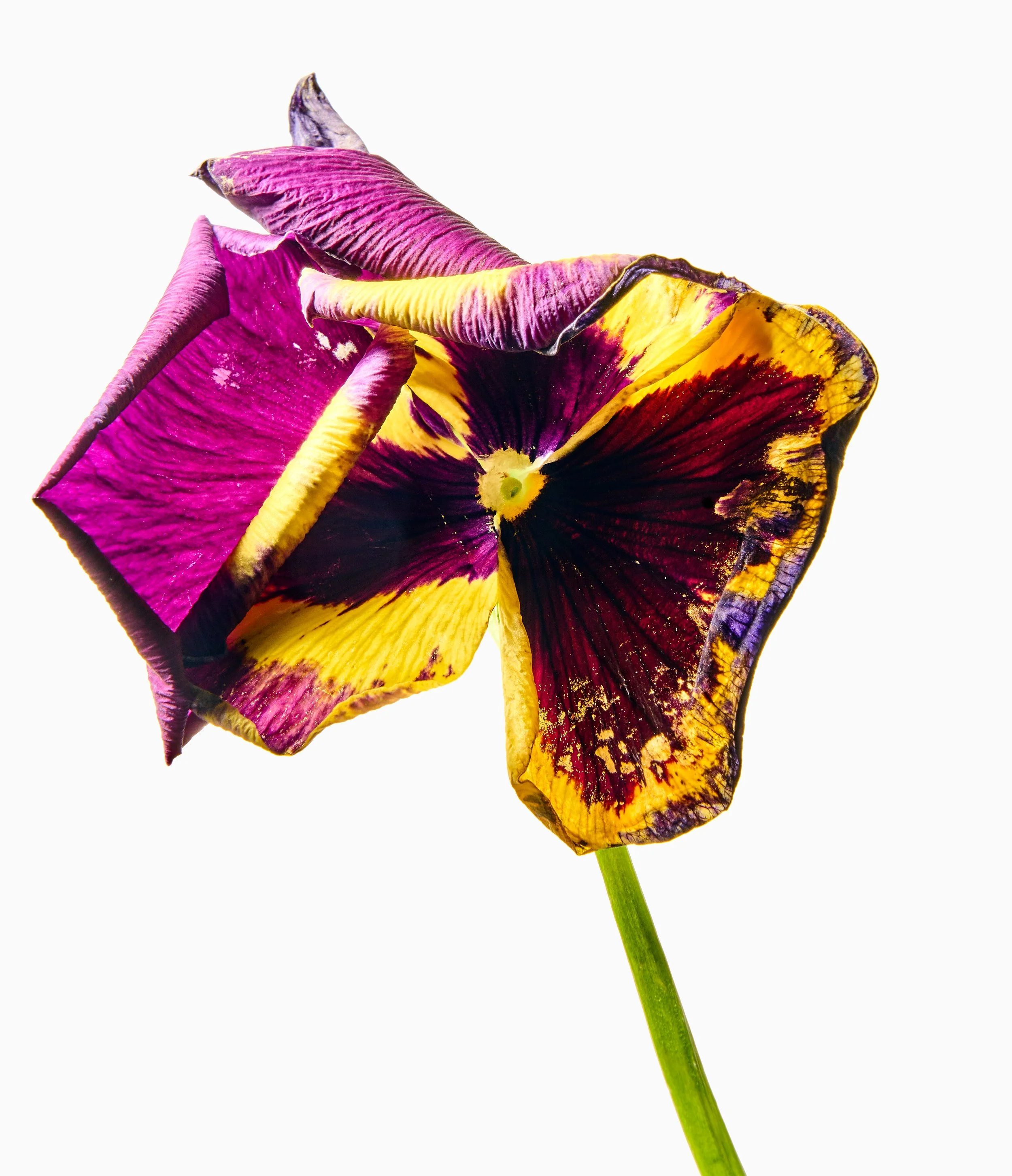 FLOWERS March_20261133.jpg