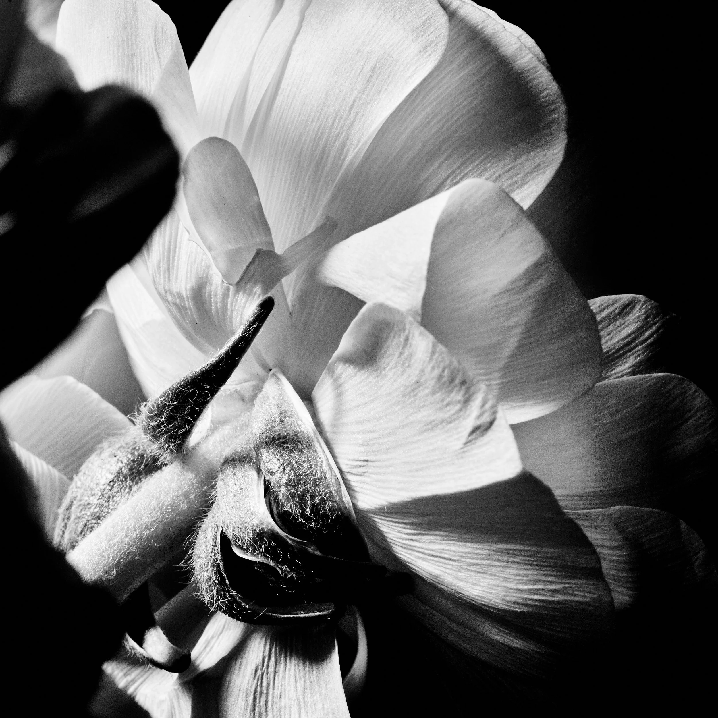 FLOWERS March_20264290.jpg