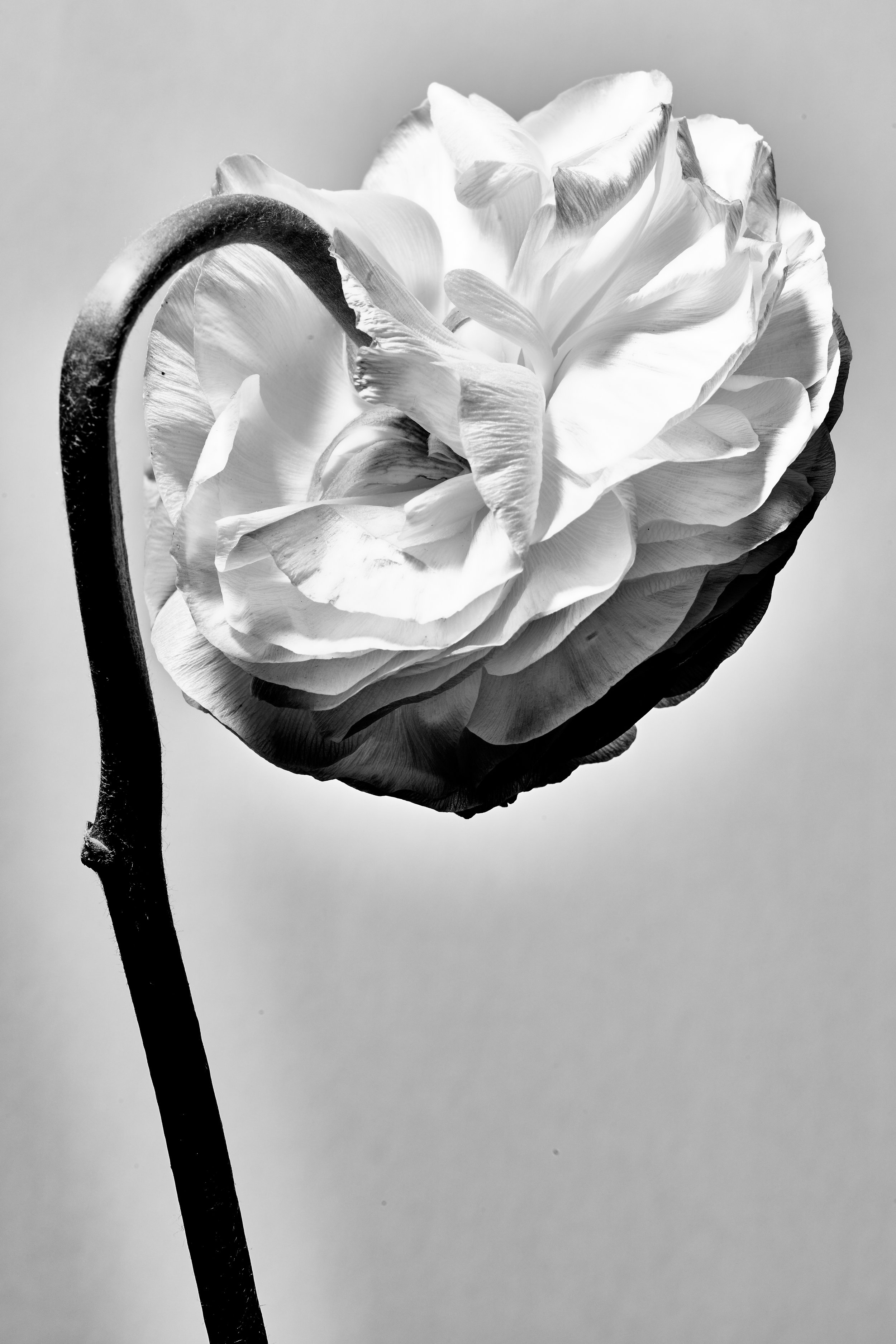 FLowers_20050 1.jpg