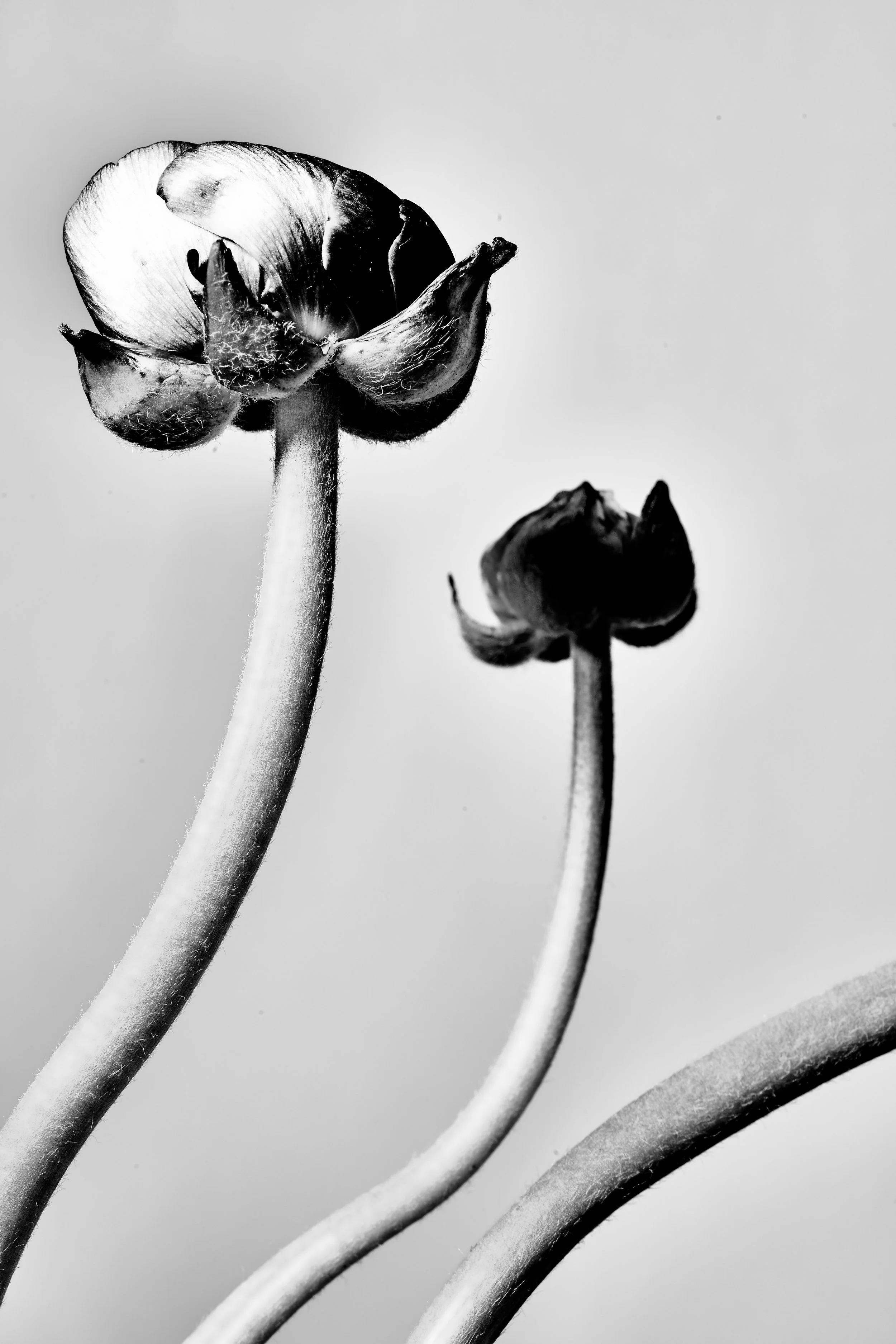 FLowers_20083.jpg
