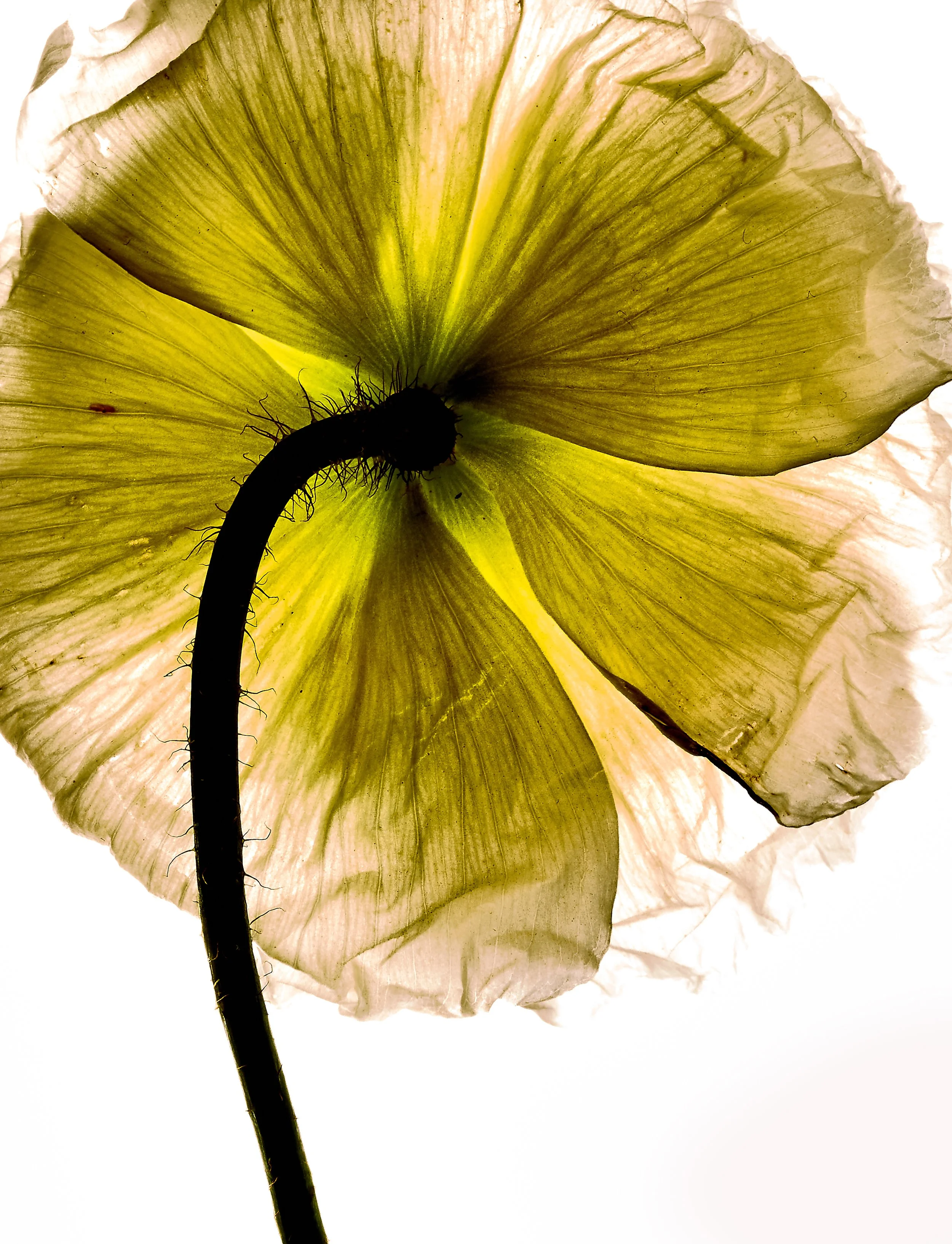 Flowers June_20265368.jpg