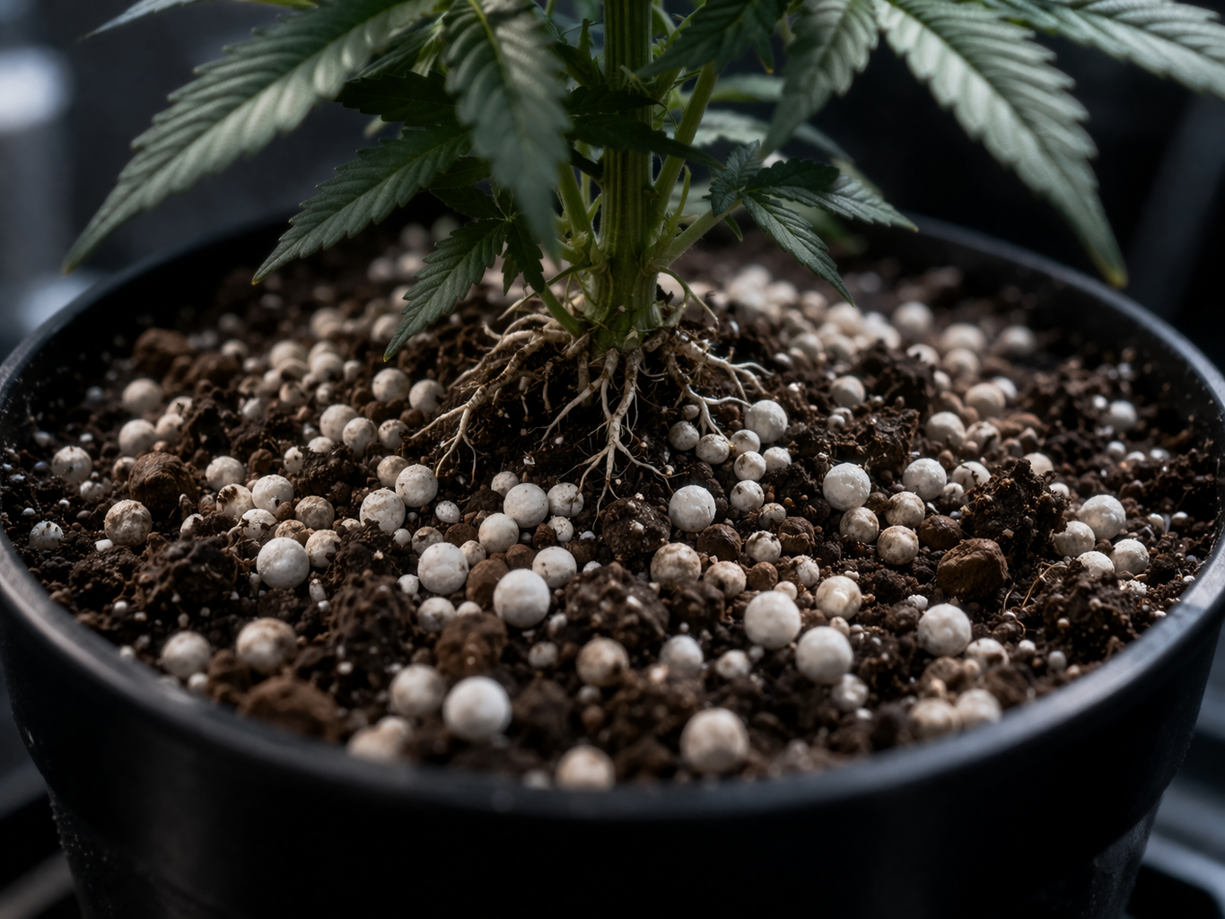 Substrato Alien Flower