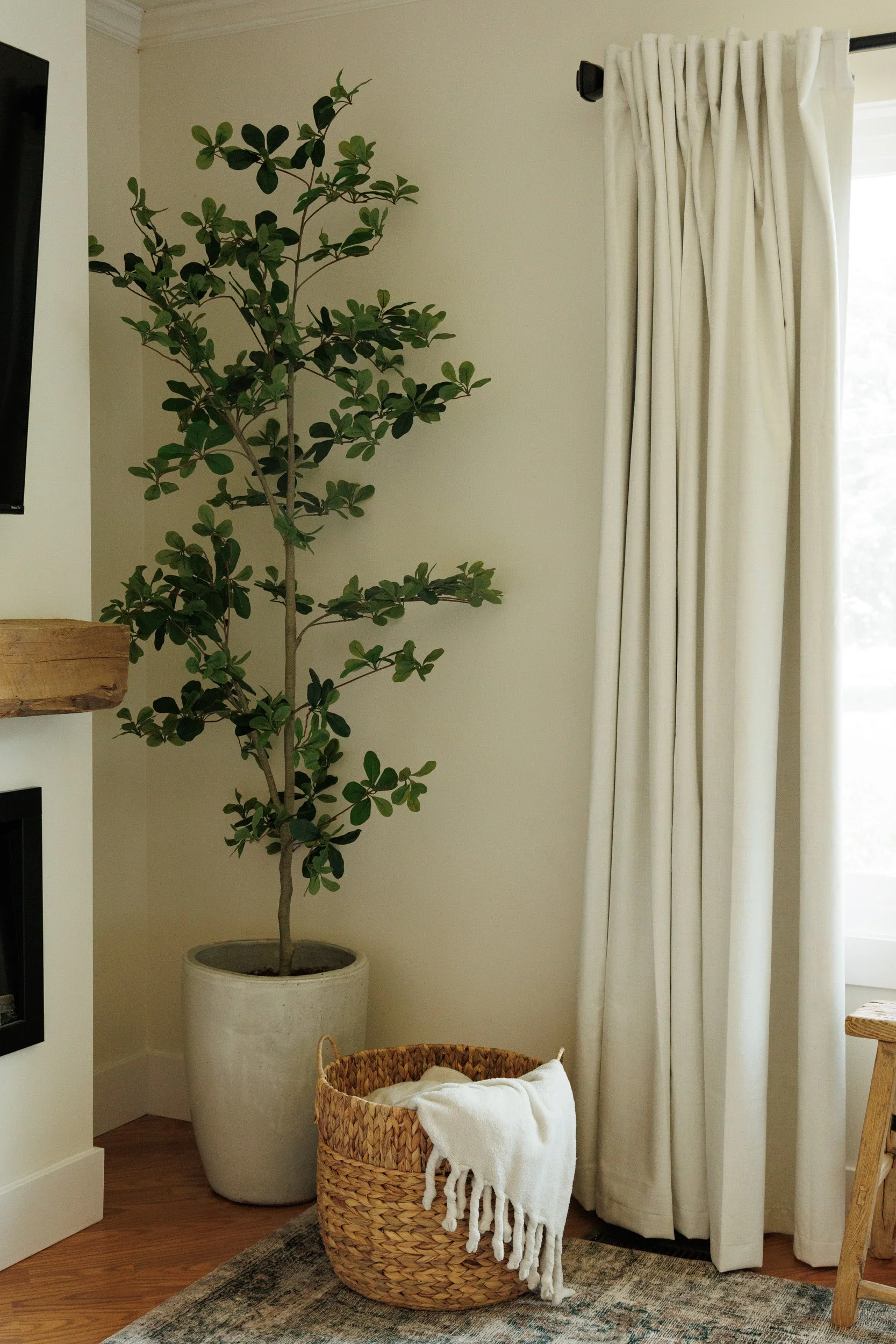 A tall potted green plant next to cream-colored curtains in a room with wooden flooring and a woven basket with a white blanket inside.
