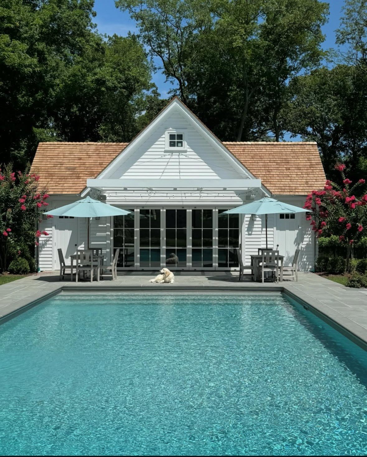 A backyard view featuring a swimming pool in the foreground, with patio furniture and umbrellas at a white house with a gabled roof in the background, surrounded by trees and pink flowering bushes.