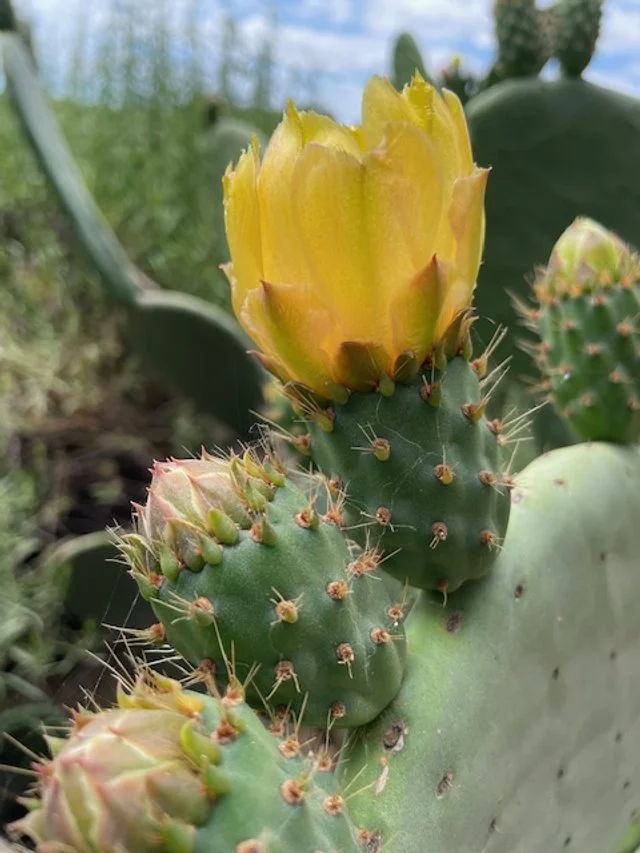 Close-up of a blooming yellow cactus flower on a prickly pear cactus in Chilean Wine Uncovered wine country tour.
