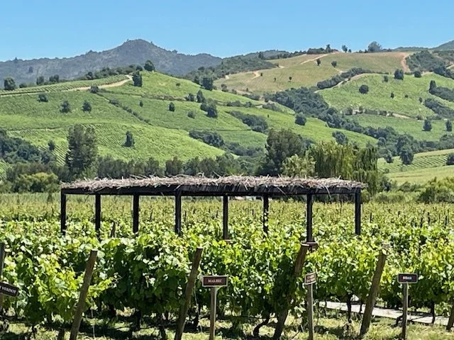 Vineyard in Chile wine country with rows of grapevines, a wooden shade structure, green hills, and mountains in the background under a clear blue sky on a Chilean Wine Uncovered tour.