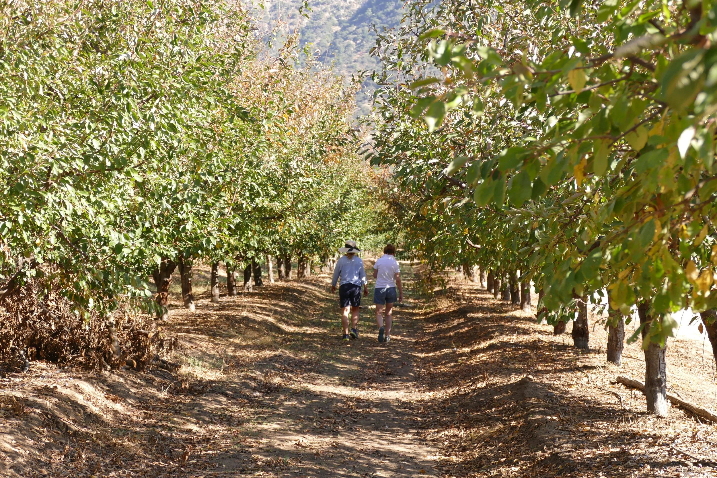 Popi Planella walking through a vineyard on a Chilean Wine Uncovered wine country tour in Chile, sharing her knowledge of the Colchagua Valley region in Chile with a guest on her personalized wine tours.