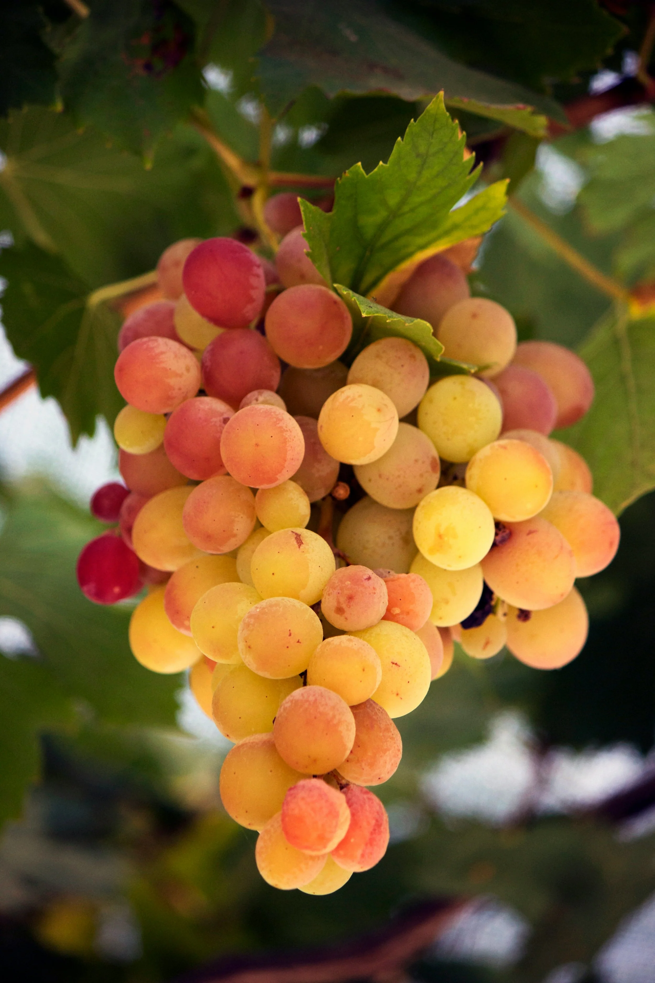 Ripening bunch of yellow and pink grapes hanging on vine with green leaves seen during a Chilean Wine Uncovered Chile wine country tour with Popi Planella.