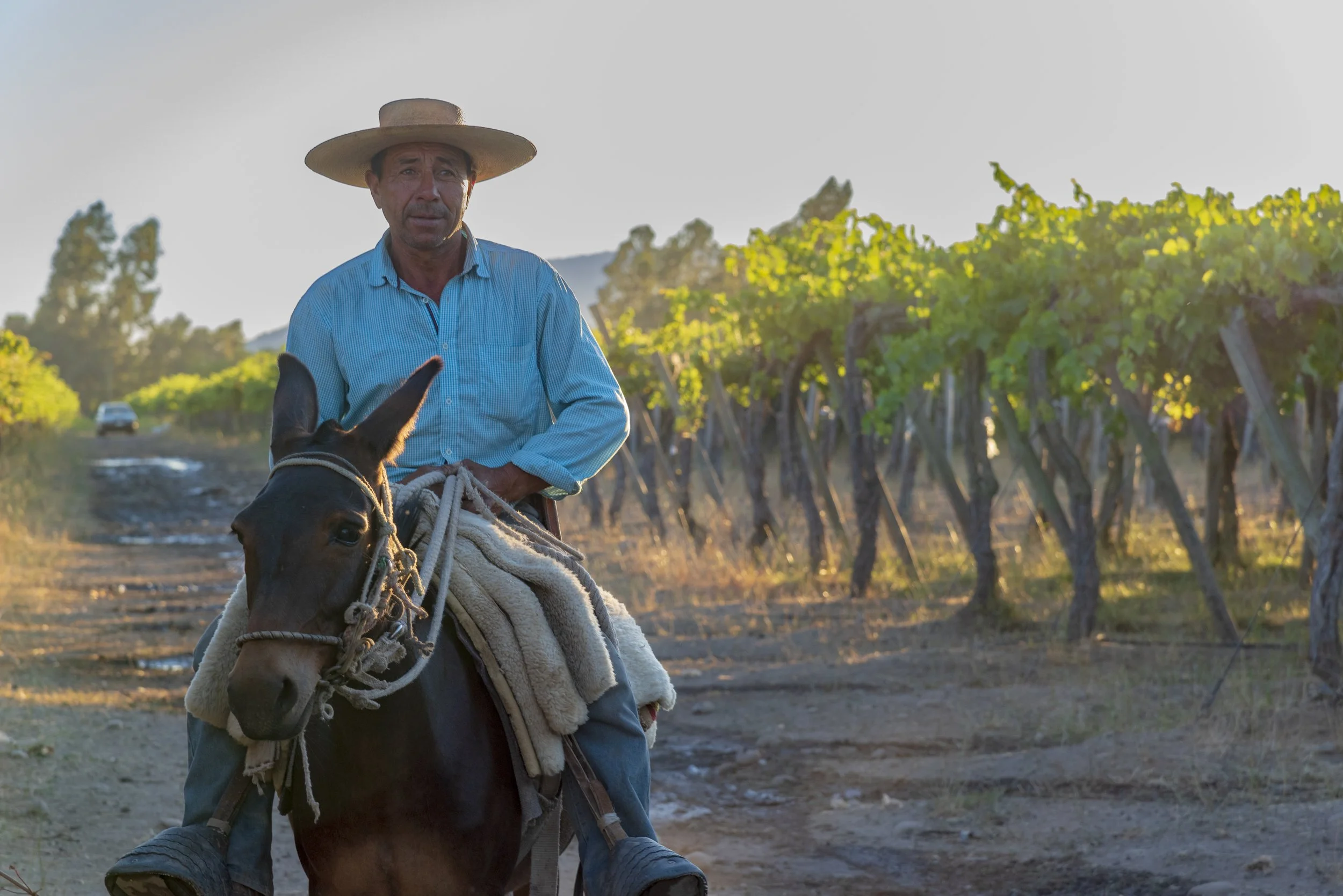 A Chilean man wearing a large straw hat and a blue shirt riding a horse along a dirt road in a vineyard during sunset, part of Chilean Wine Uncovered personalized wine tours with Popi Planella.