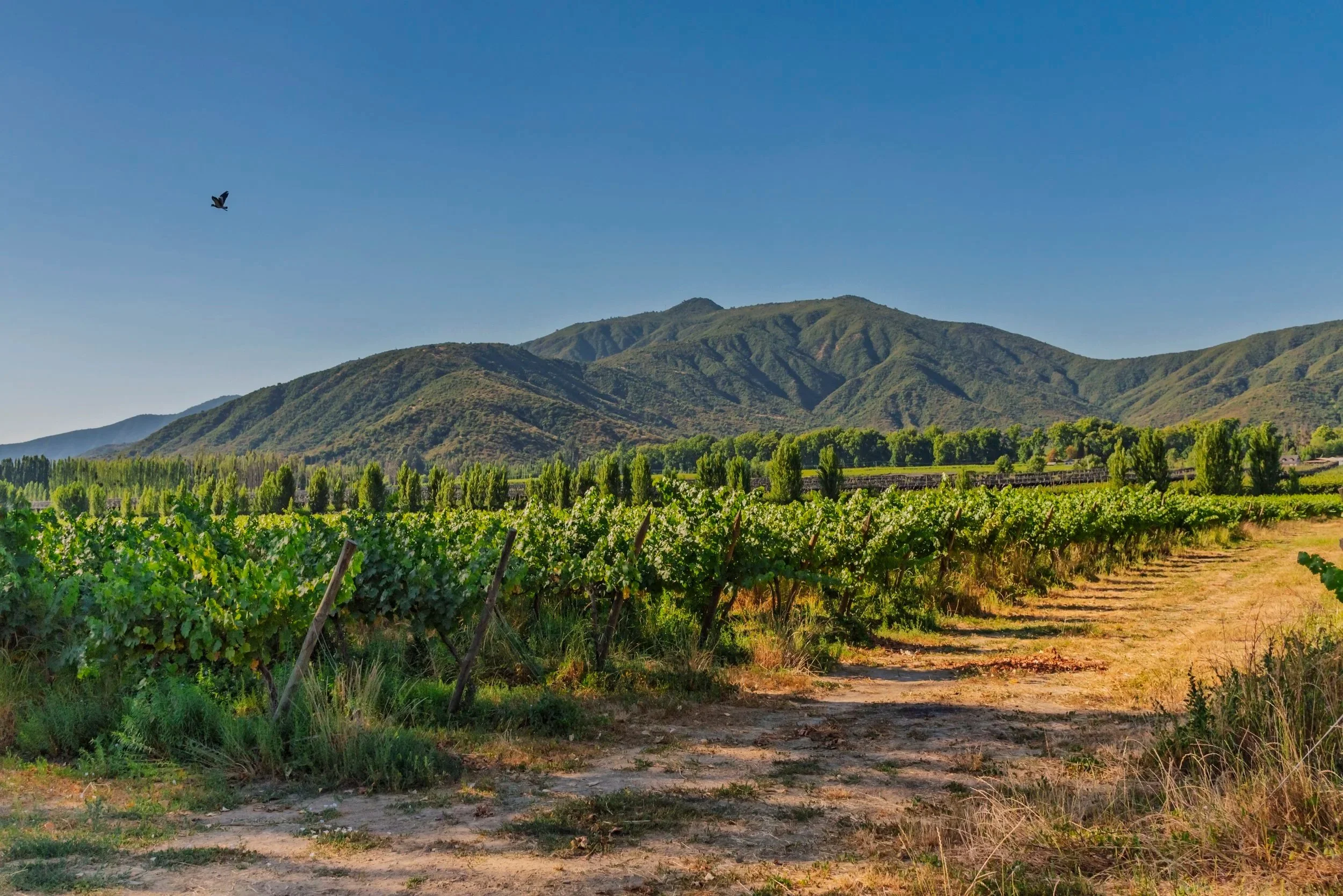 Chilean Vineyard with grapevines growing on trellises, with a dirt path running through it, set against green mountains and a clear blue sky, on Chilean Wine Uncovered Chile wine country tour.