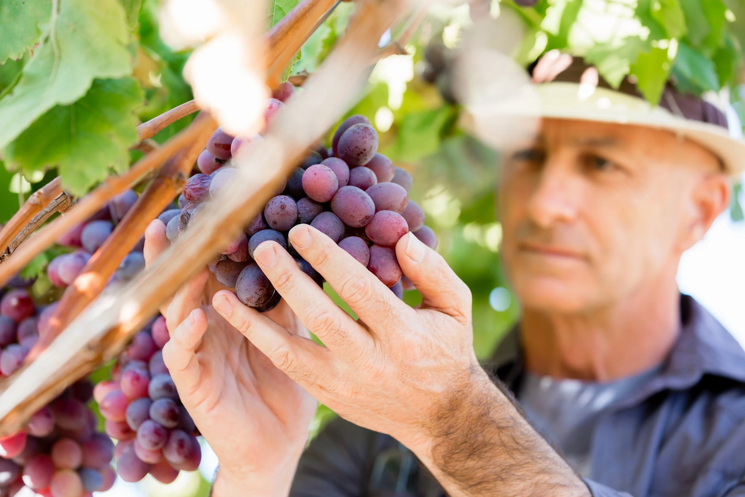 Man holding ripening bunch of grapes hanging on vine with seen during a Chilean Wine Uncovered Chile wine country tour with Popi Planella.