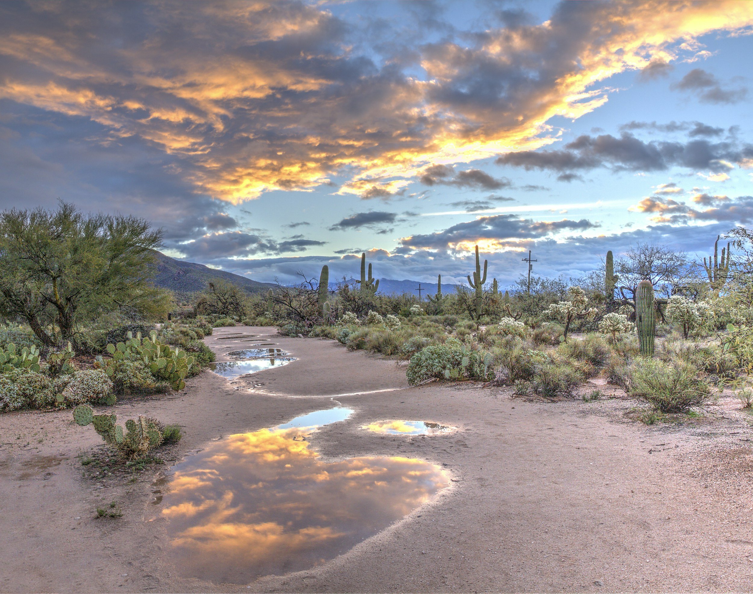 Desert landscape during sunset with cacti, bushes, and clouds reflected in small puddles on a dirt path.
