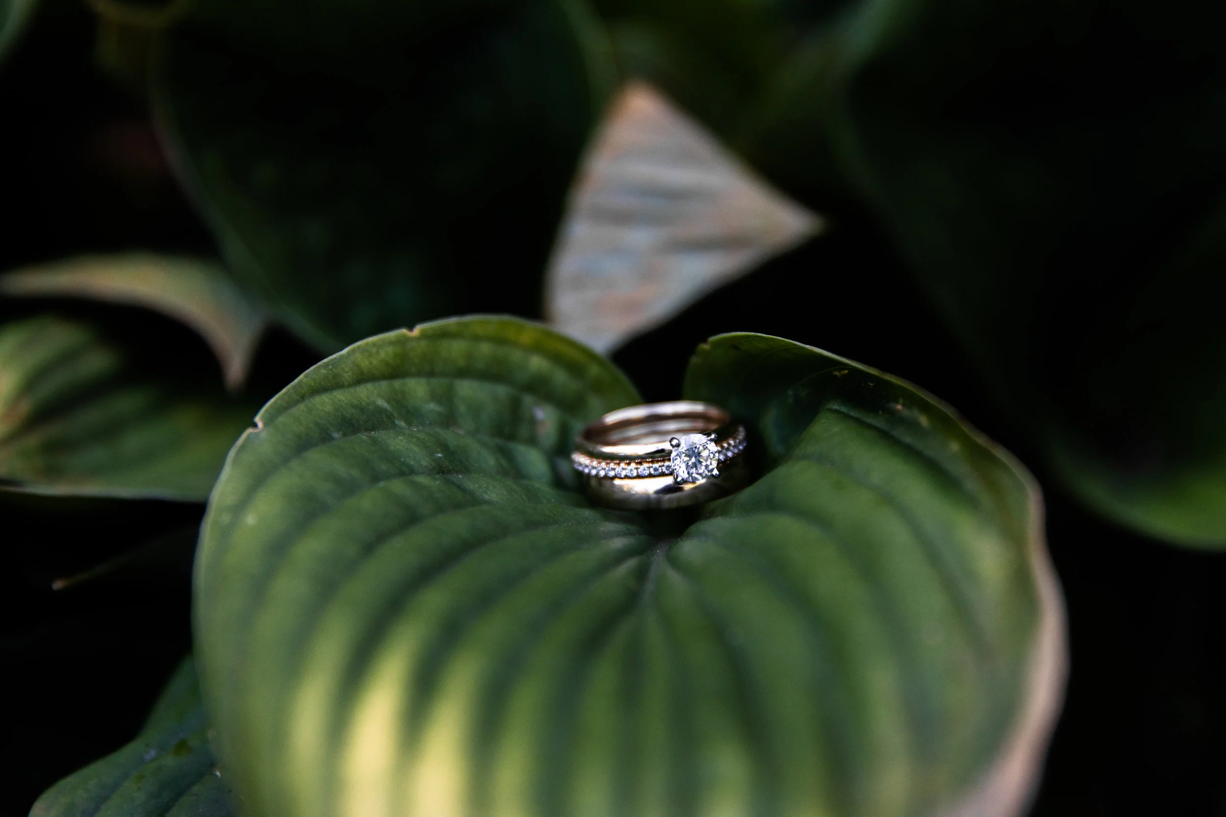 A close-up photo of a diamond engagement ring and wedding band resting on a large green leaf.
