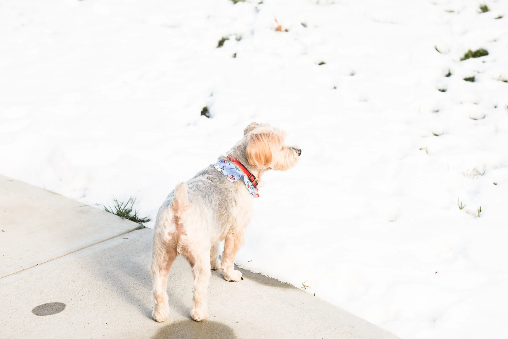 Why Are My Photos Suddenly Too Bright or Too Dark?