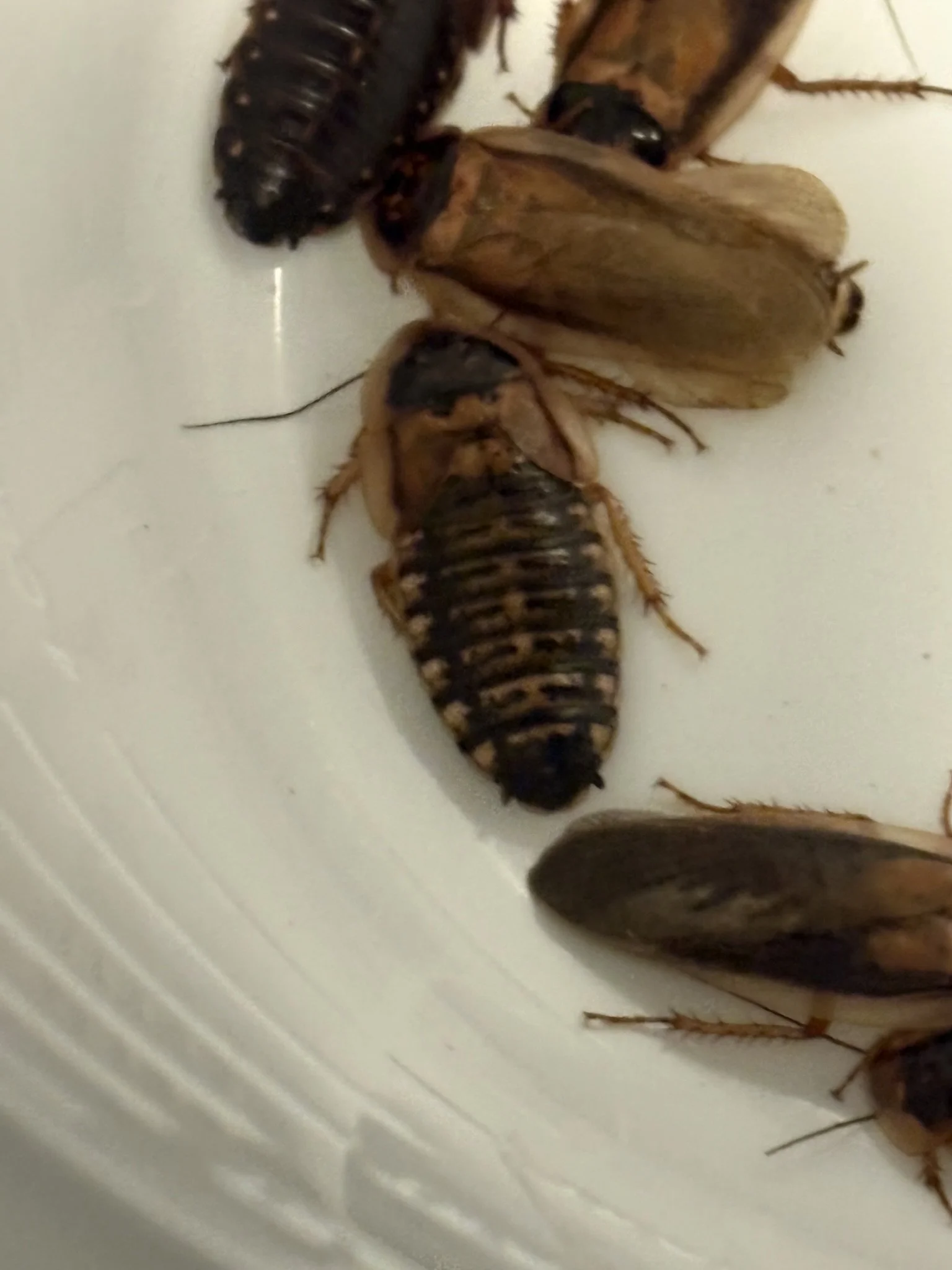 Colony Establishment