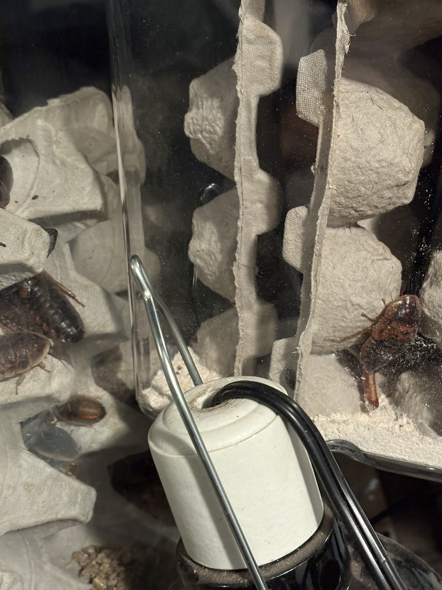 A Pause, Then a Signal