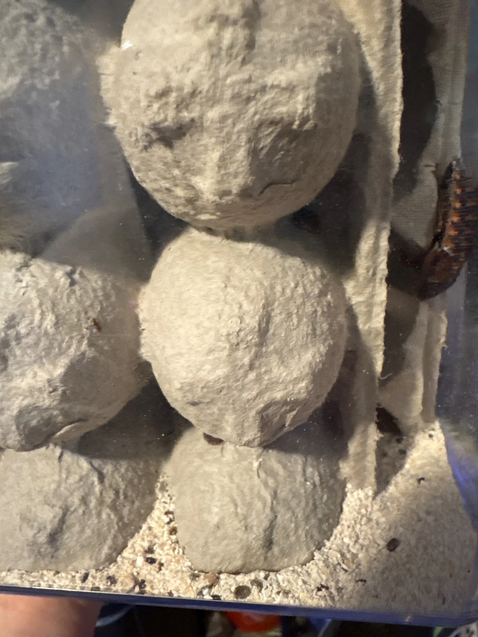 Introducing: F1 Babies