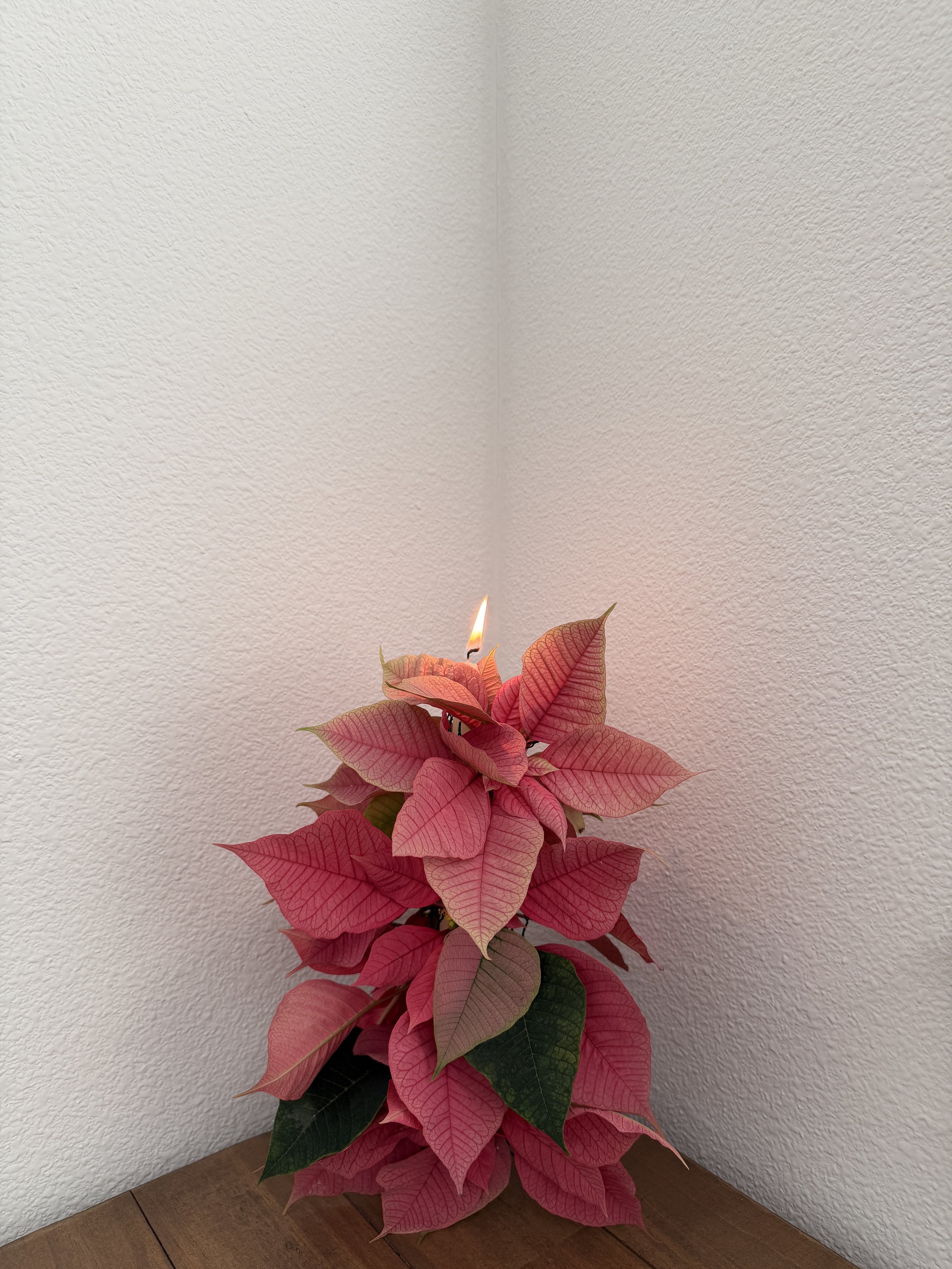 A poinsettia plant with pink and green leaves has a small fire on top of one of its pink leaves, set against a corner with white textured walls.