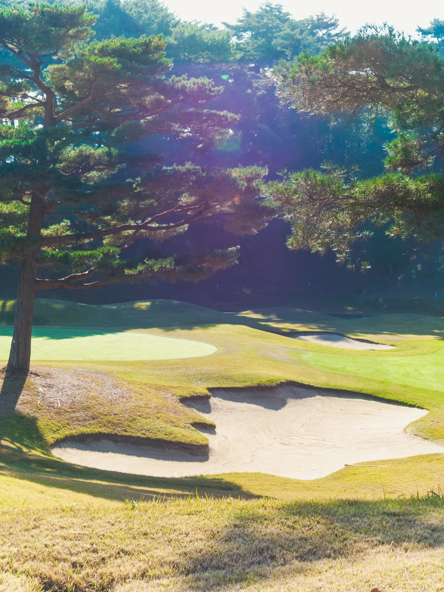 ゴルフコースのバンカーやグリーンと、周囲に松の木が広がる景色です。