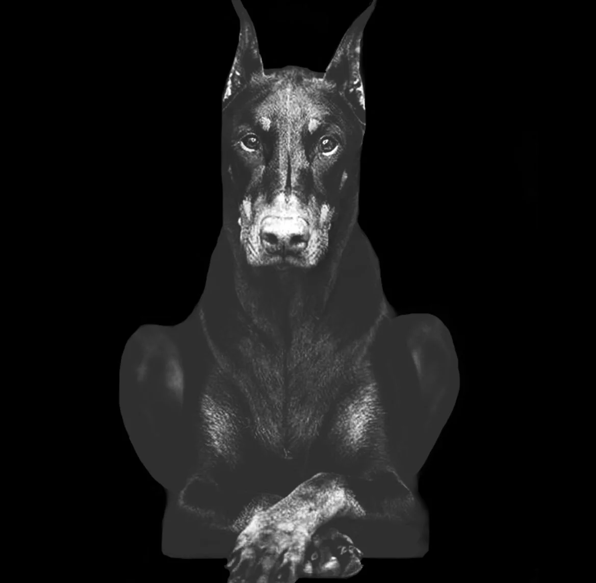 Black and white photograph of a Doberman with piercing eyes and crossed paws, set against a solid black background.