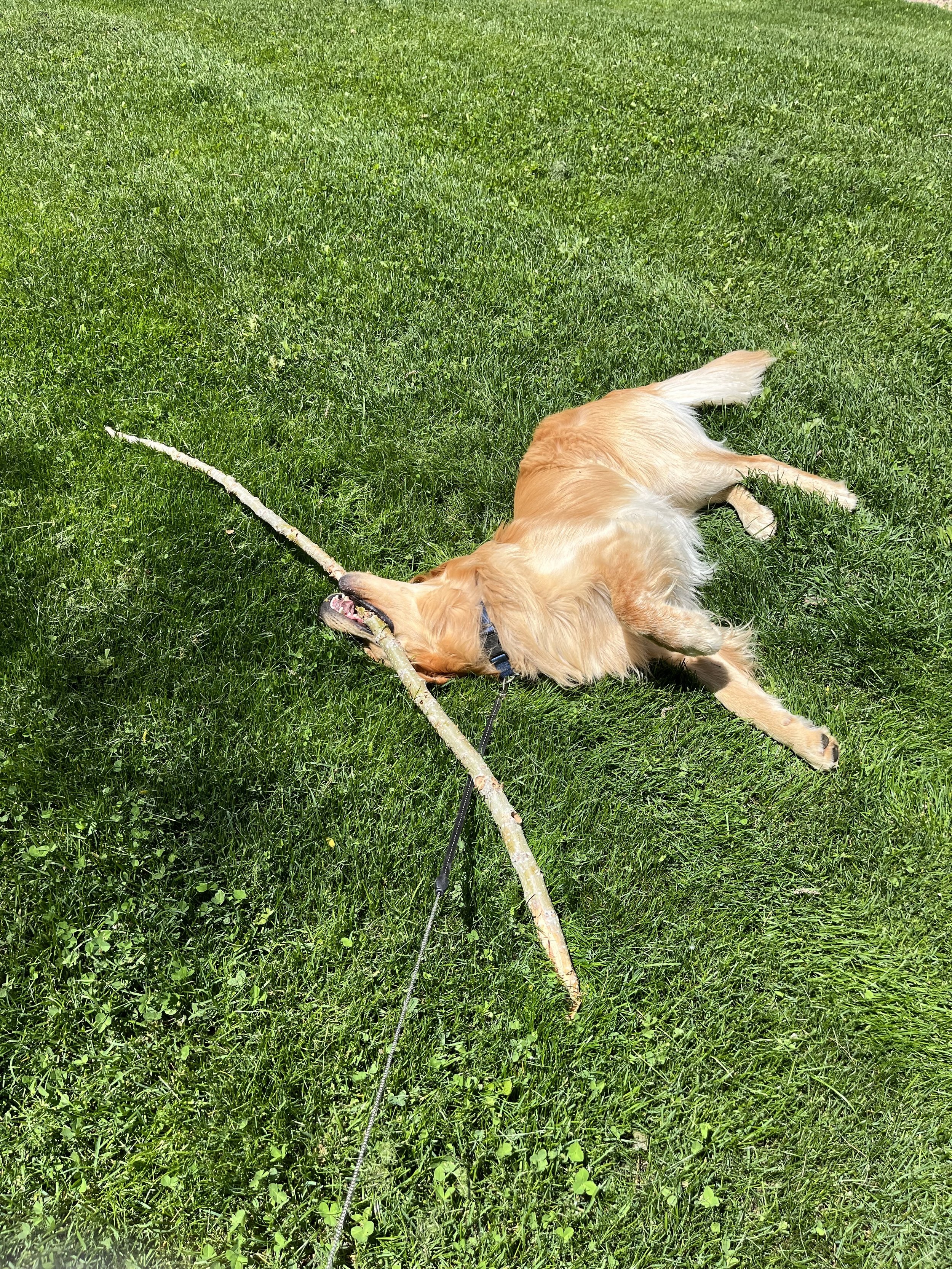 Golden retriever rolling around in the grass with a stick enjoying dog training