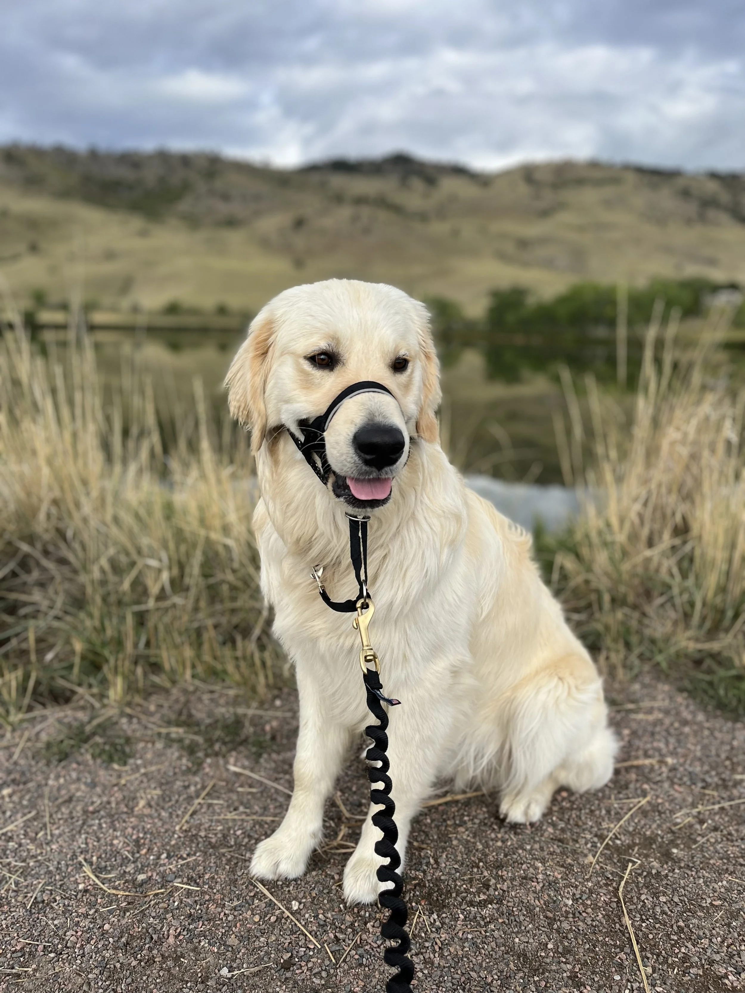 Adolescent dog learning loose-leash walking skills on a walk in public