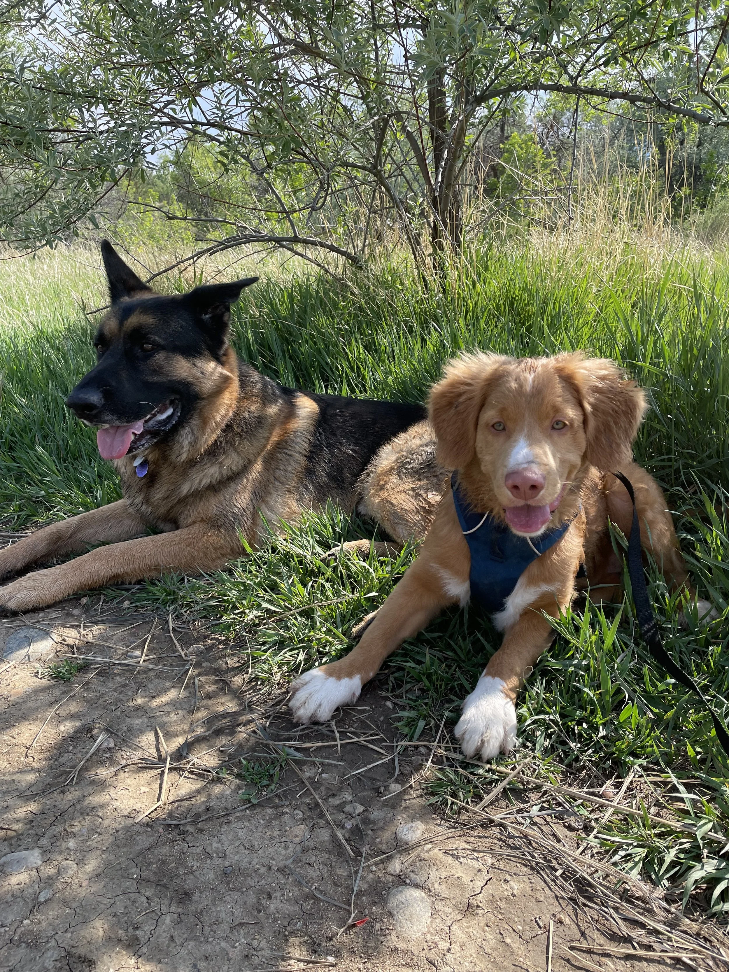 An adult dog and puppy learning how not to be reactive around other dogs