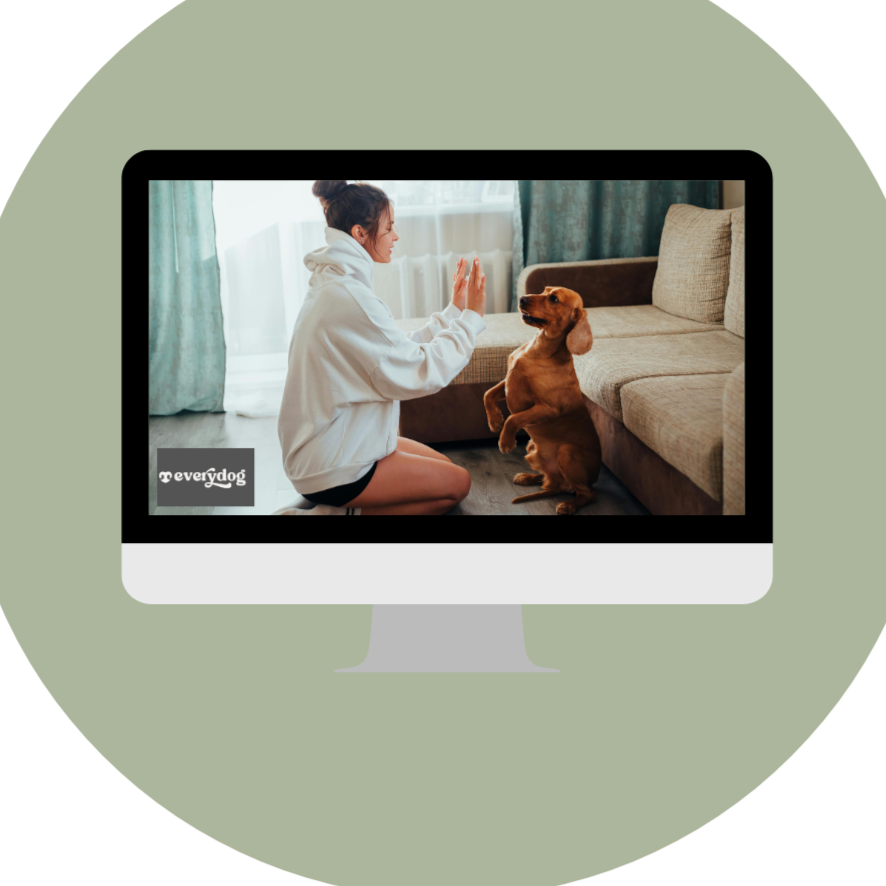 Virtual dog training session with certified trainer offering online coaching