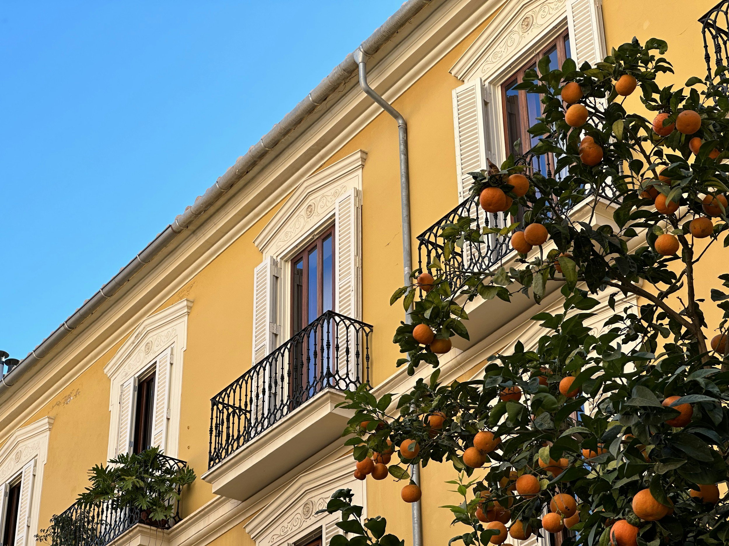 Yellow building with white decorative window trims and wrought iron balconies, apricot tree with ripe oranges in the foreground, clear blue sky.