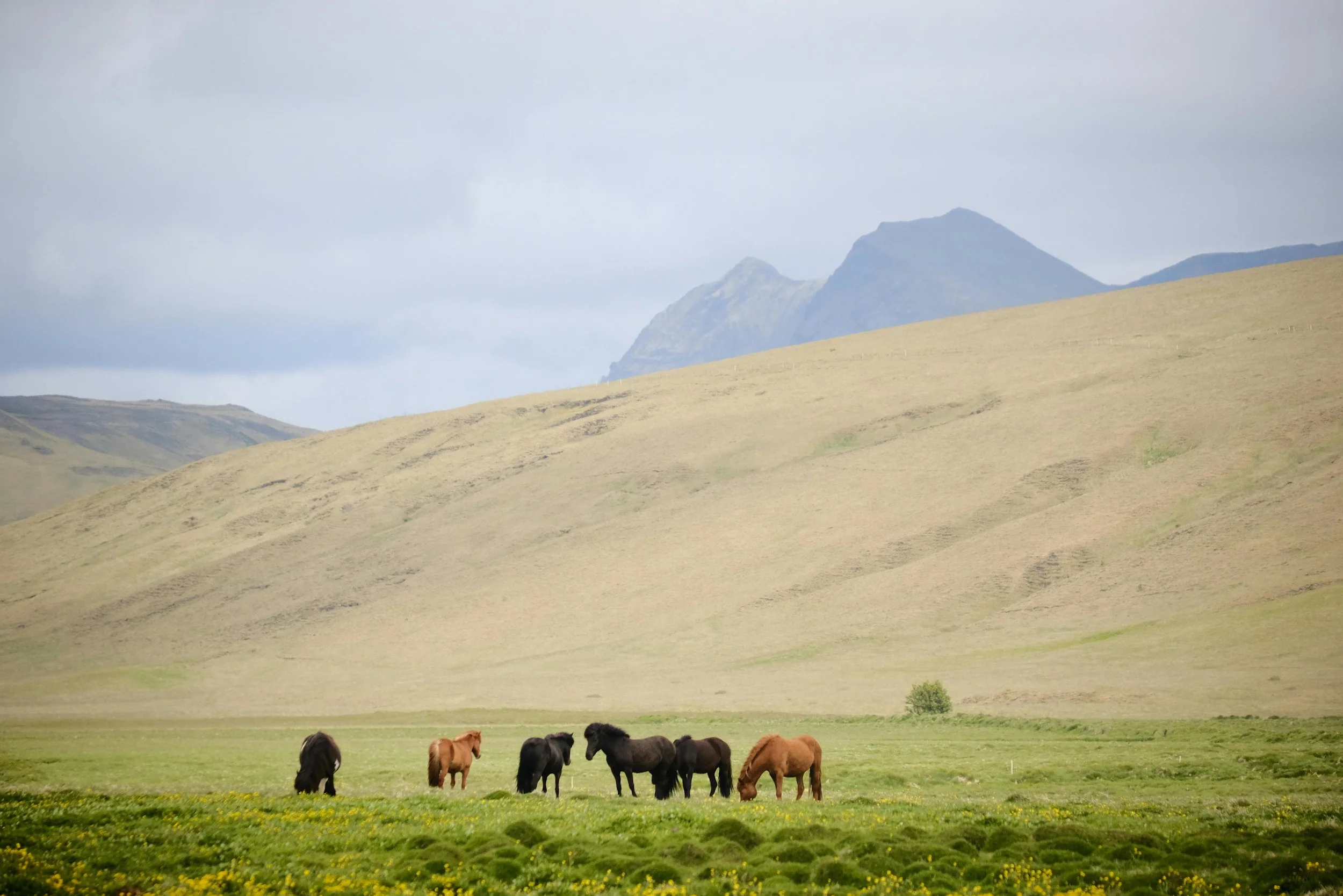 The Soul of Kyrgyzstan: Life with Horses