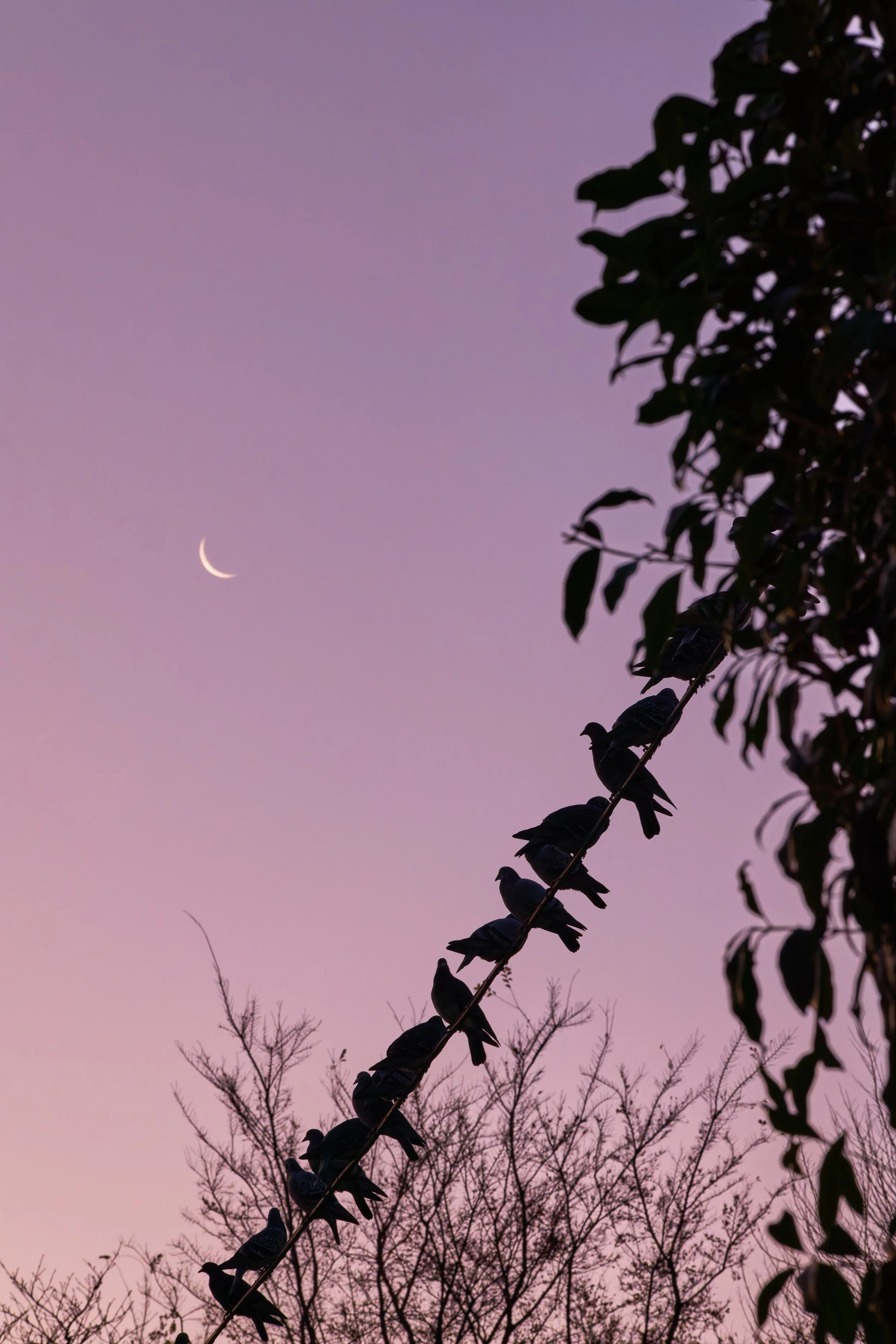 L1140489-20251217-DxO_DeepPRIME XD2s.jpg