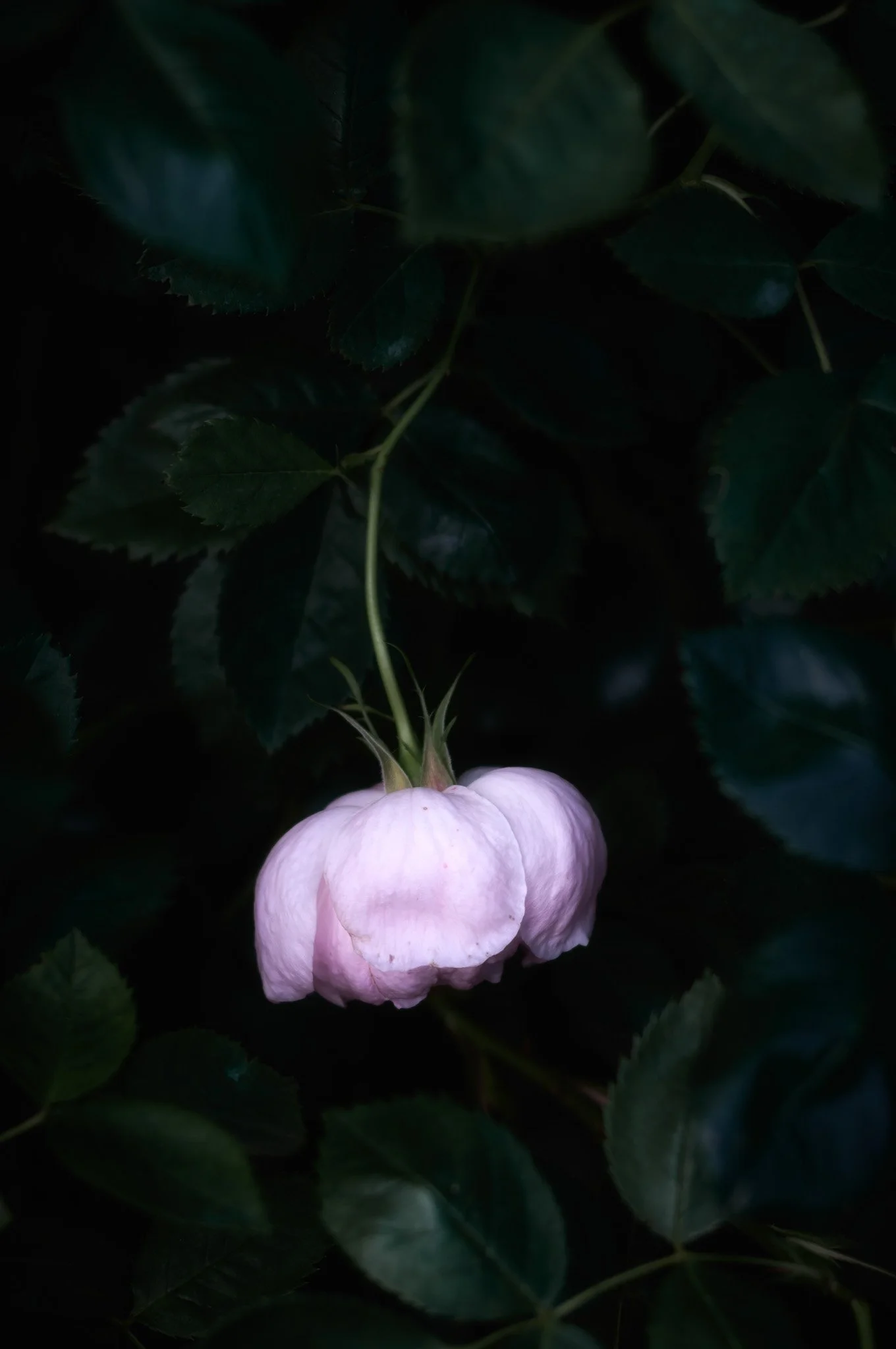 L1003170_NIK.jpg