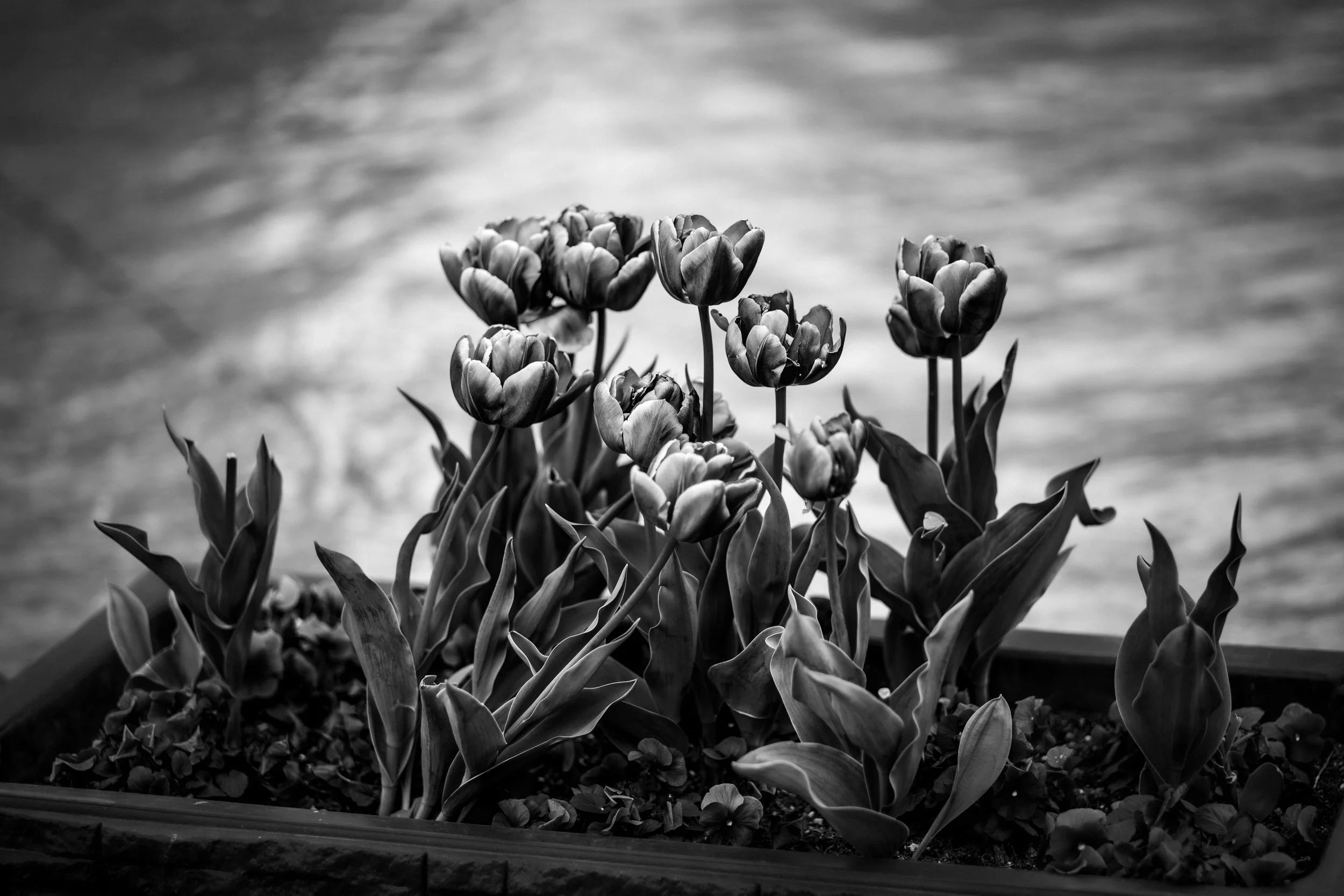 L1150057-20260111-DxO_DeepPRIME XD2s.jpeg