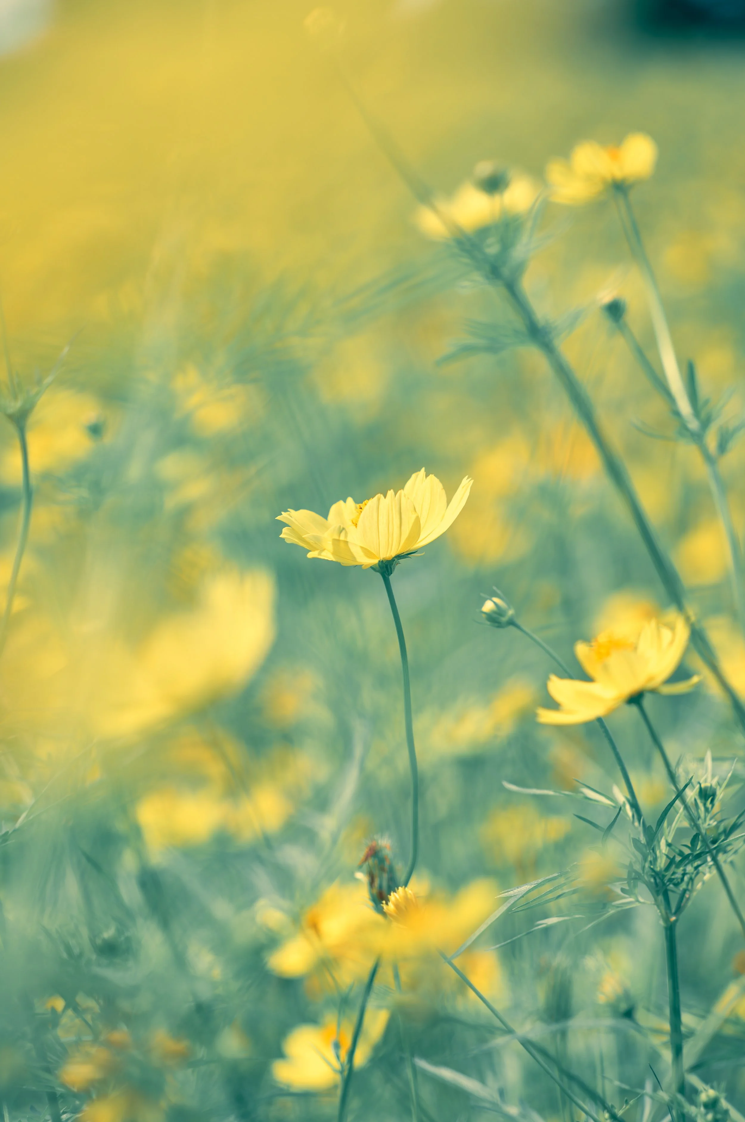 L1005841-20250907-DxO_DeepPRIME XD2s.jpg