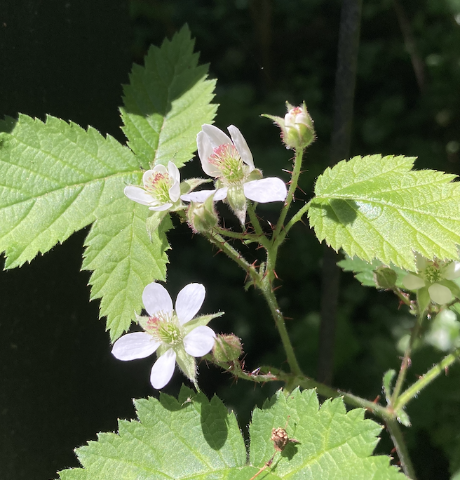 Screenshot 2026-04-29 at 5.51.22 PM.png