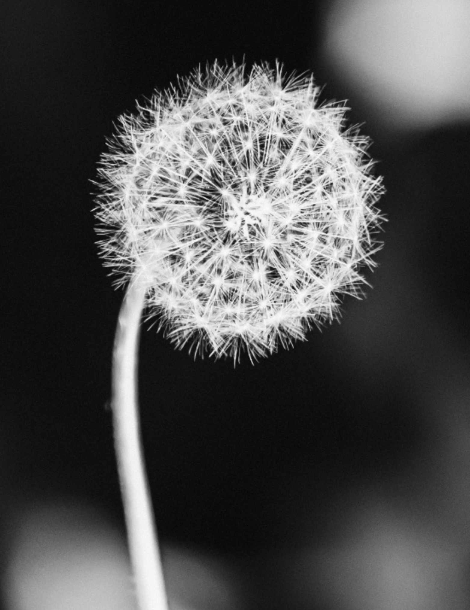 Close-up of a dandelion seed head in black and white.