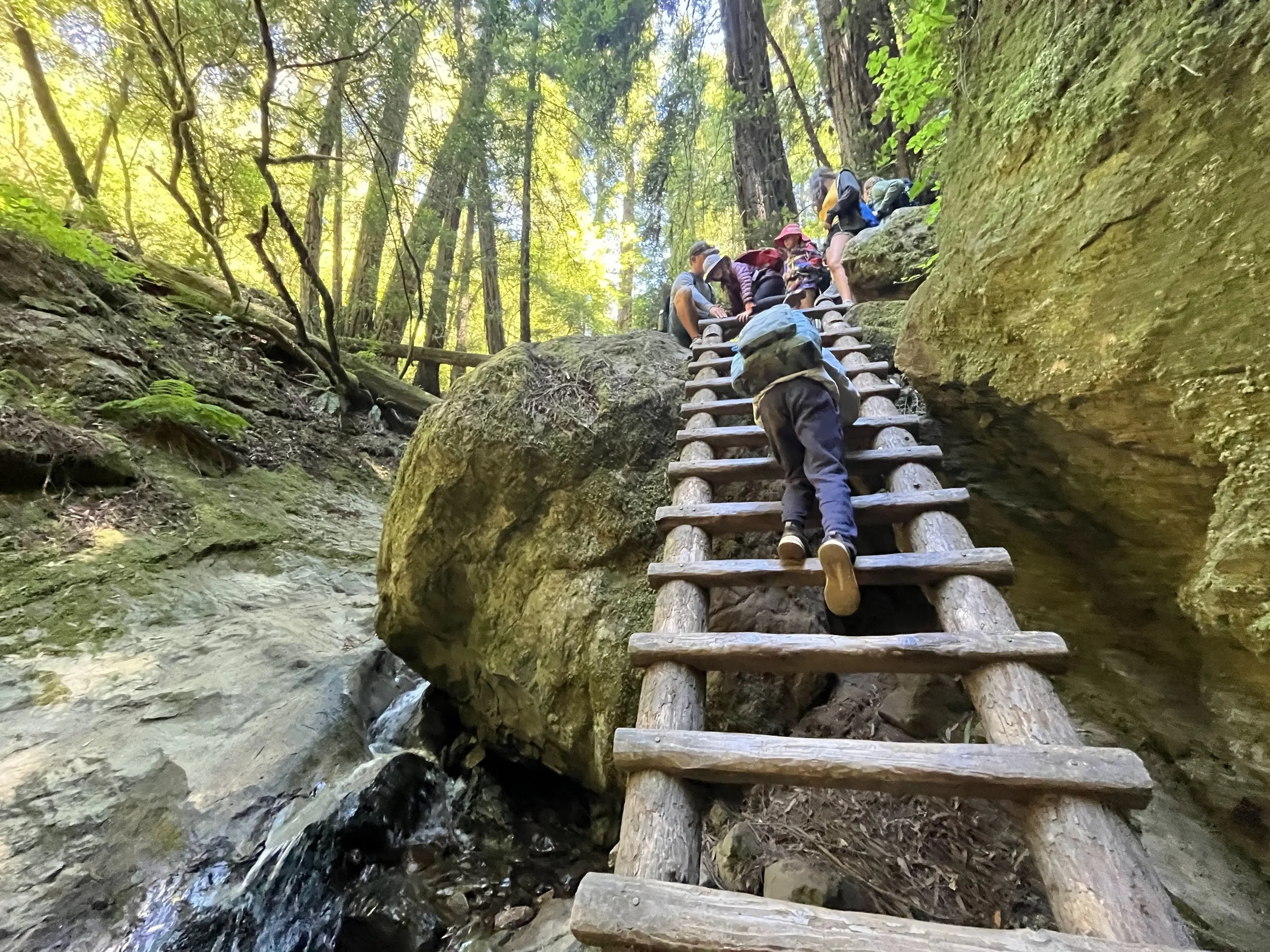 A group of people hiking up a wooden ladder on a rocky trail in a lush forest with tall trees and green foliage.