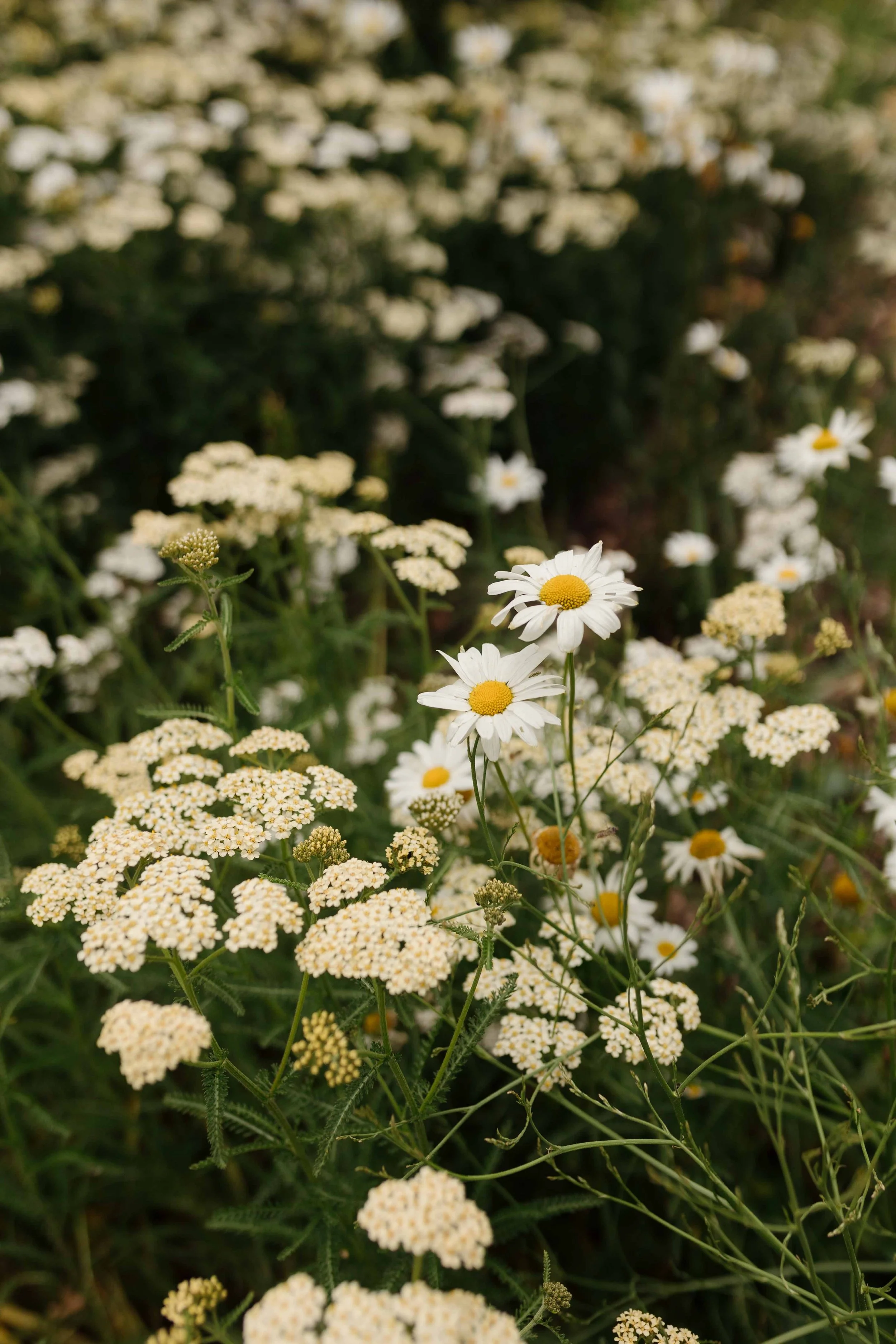 Close-up of white daisy flowers with yellow centers among small white clustered flowers and green foliage.