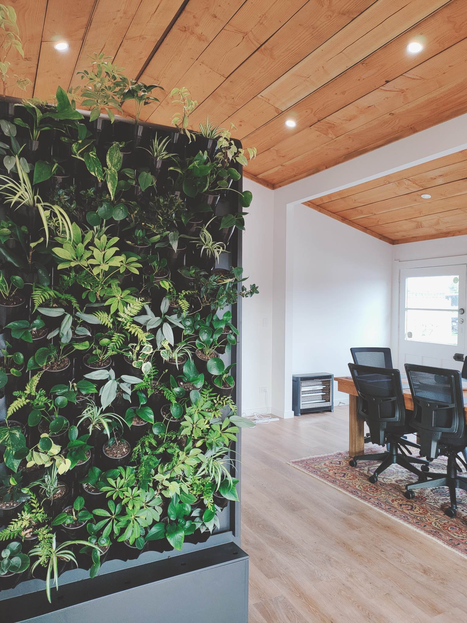 Interior of a modern home office with a living green wall, wooden ceiling, hardwood floors, a window, a desk, and black office chairs.