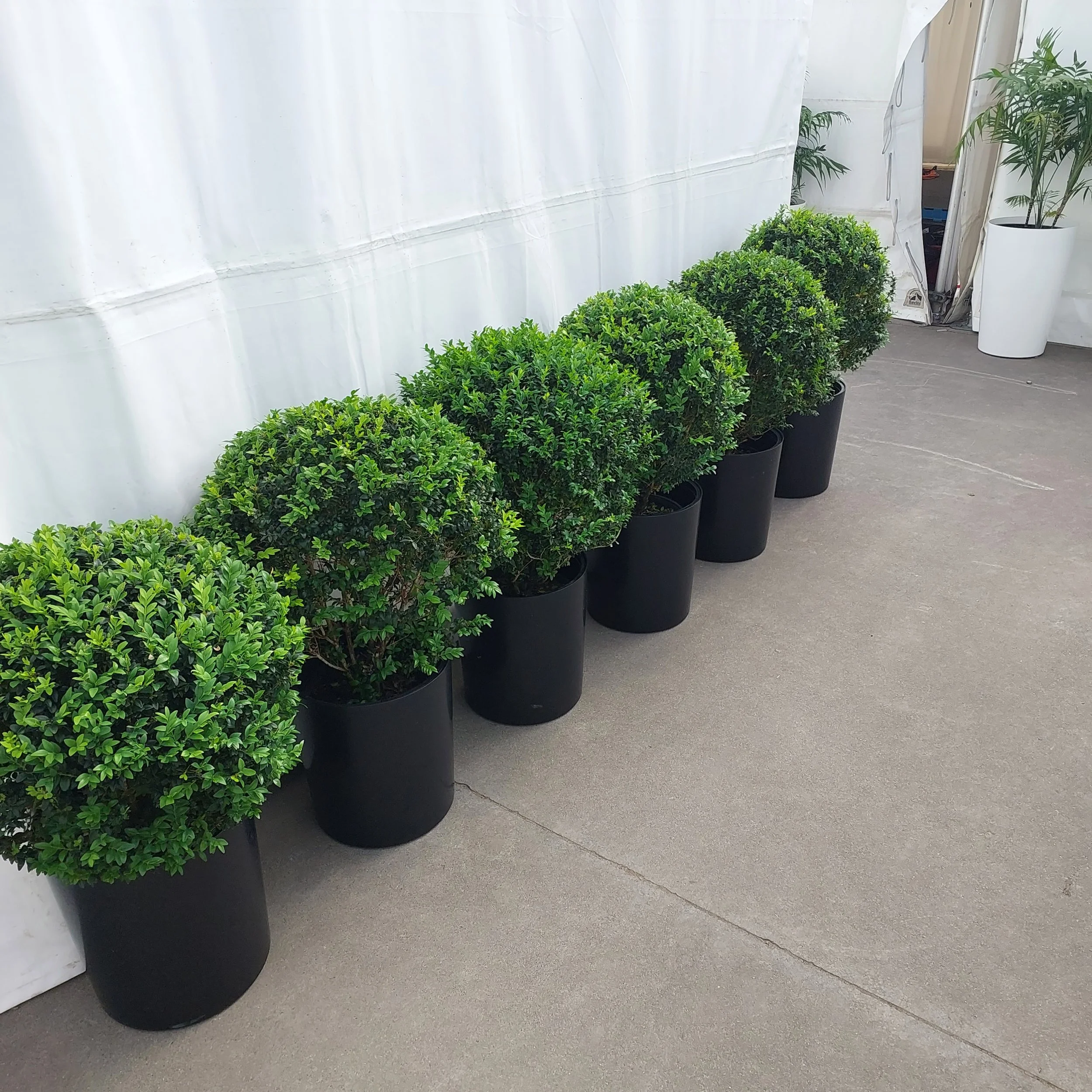 Six large potted green bushes in black containers lined up against a white wall on a concrete floor.