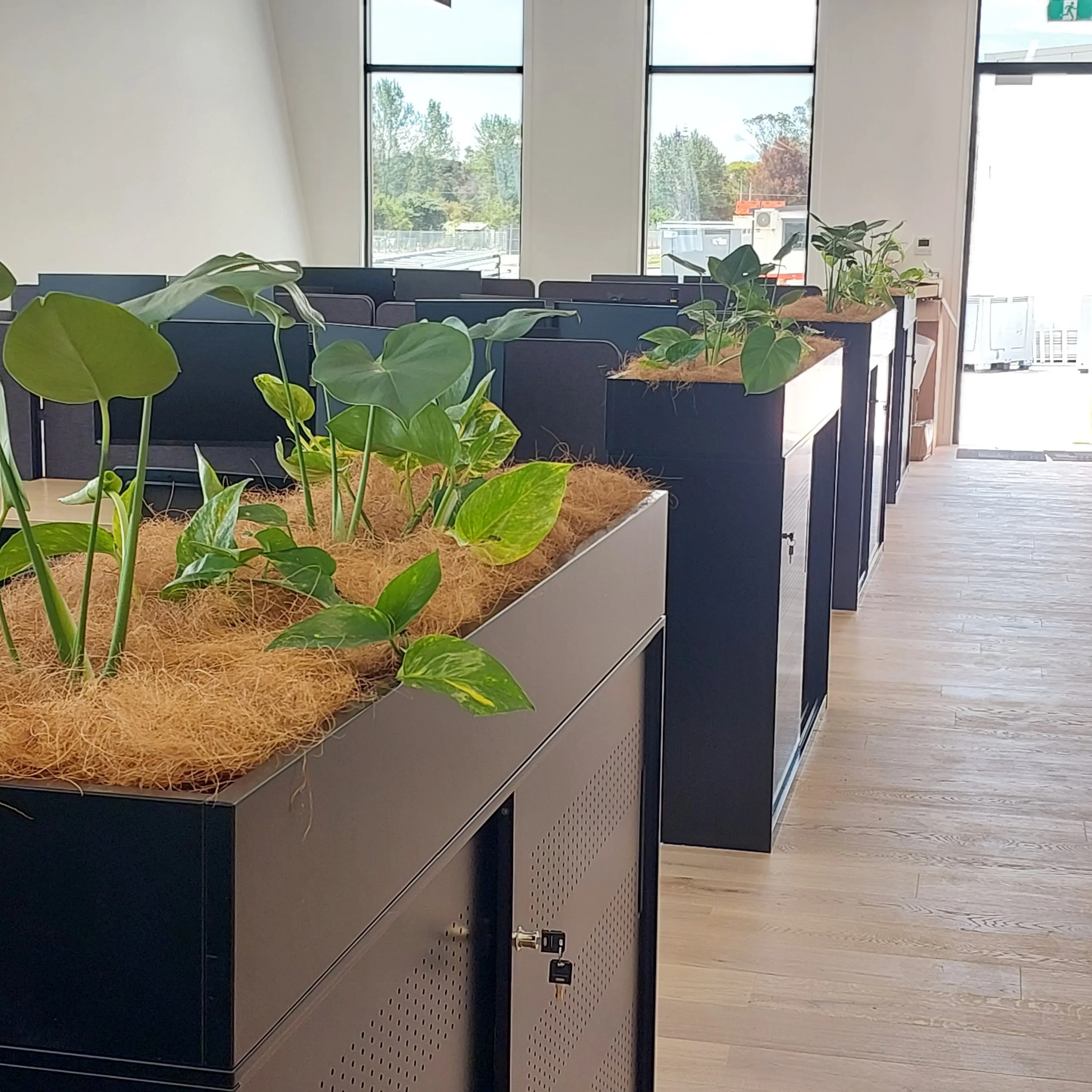 Indoor office space with large windows, natural light, and row of black planters with green leafy plants on top of blue cabinets.