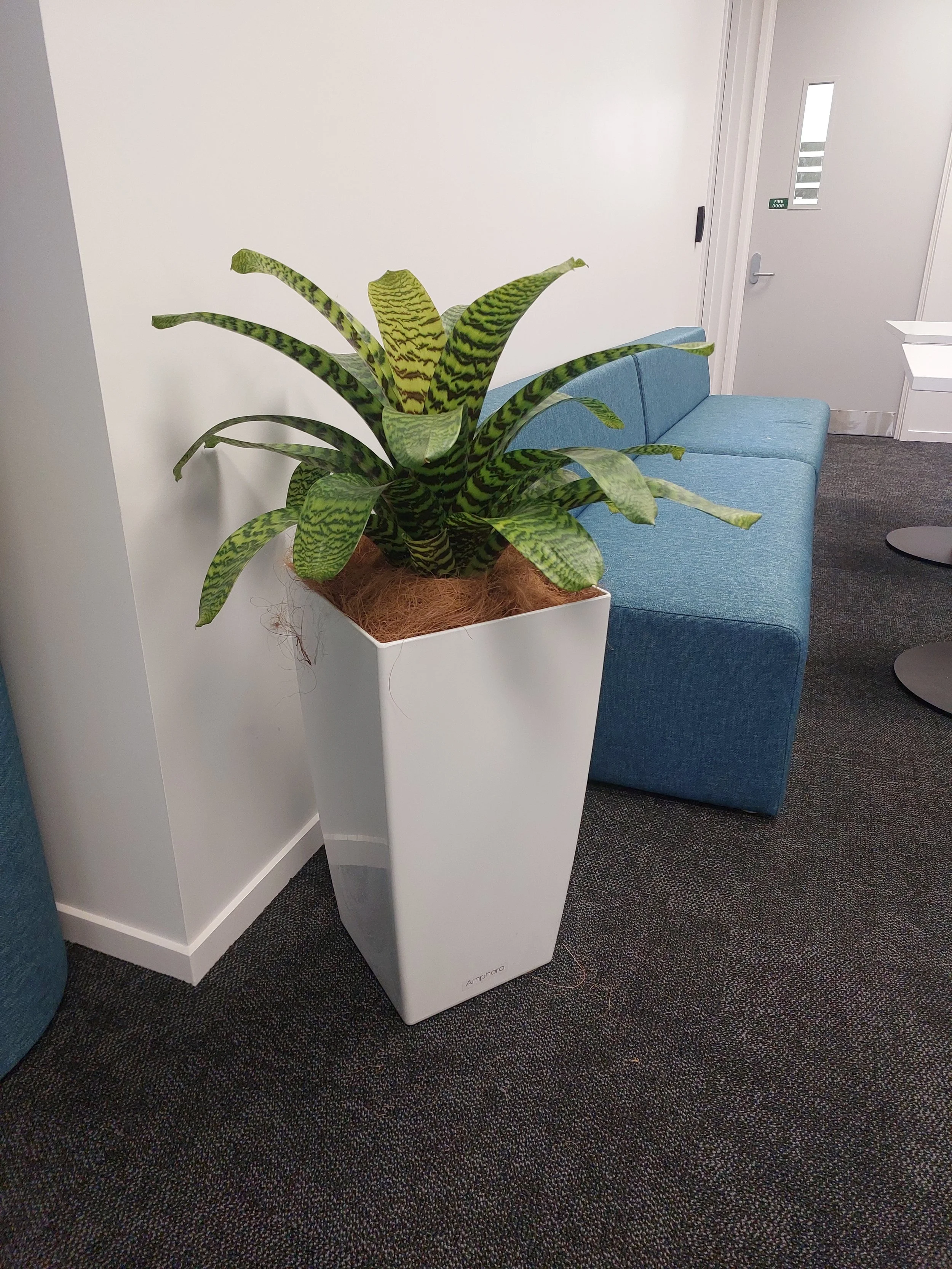 A potted plant with large, variegated green and yellow leaves in a white rectangular planter, placed next to a blue couch in an indoor setting.